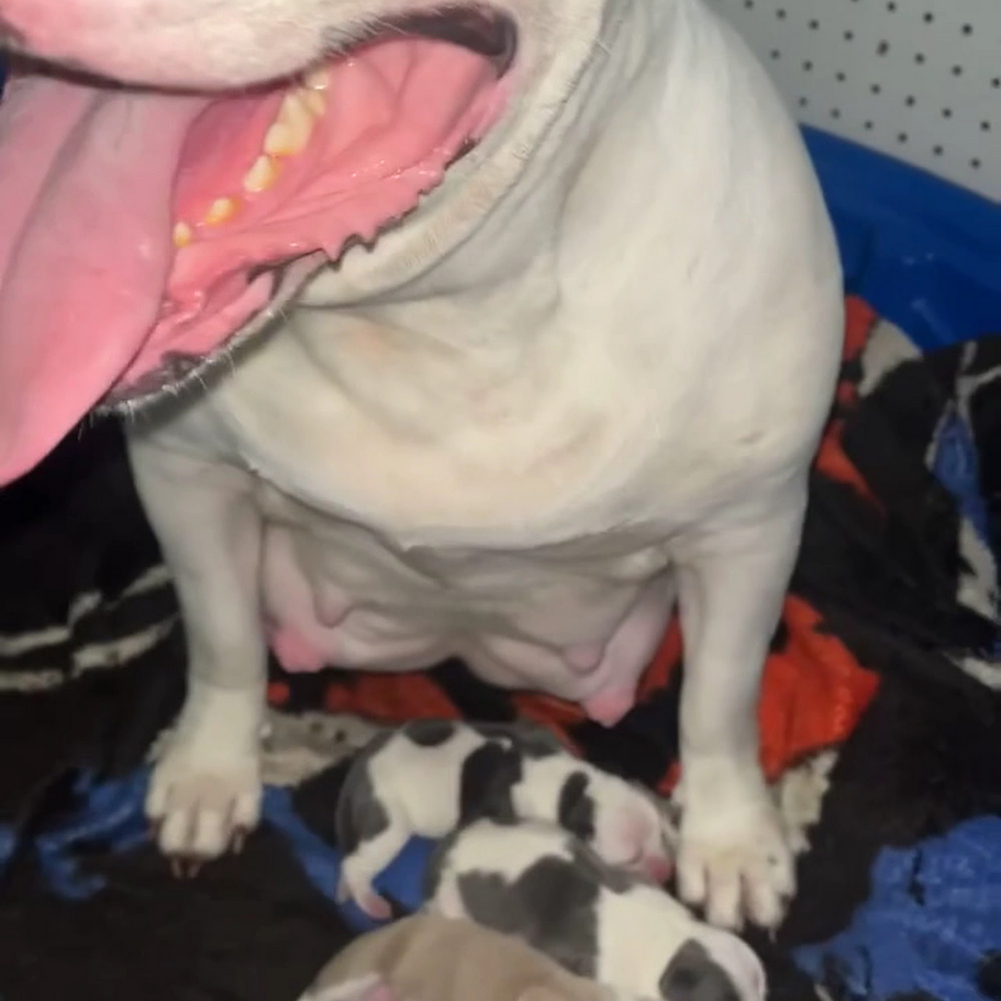 Northlake Veterinary Hospital Mandeville