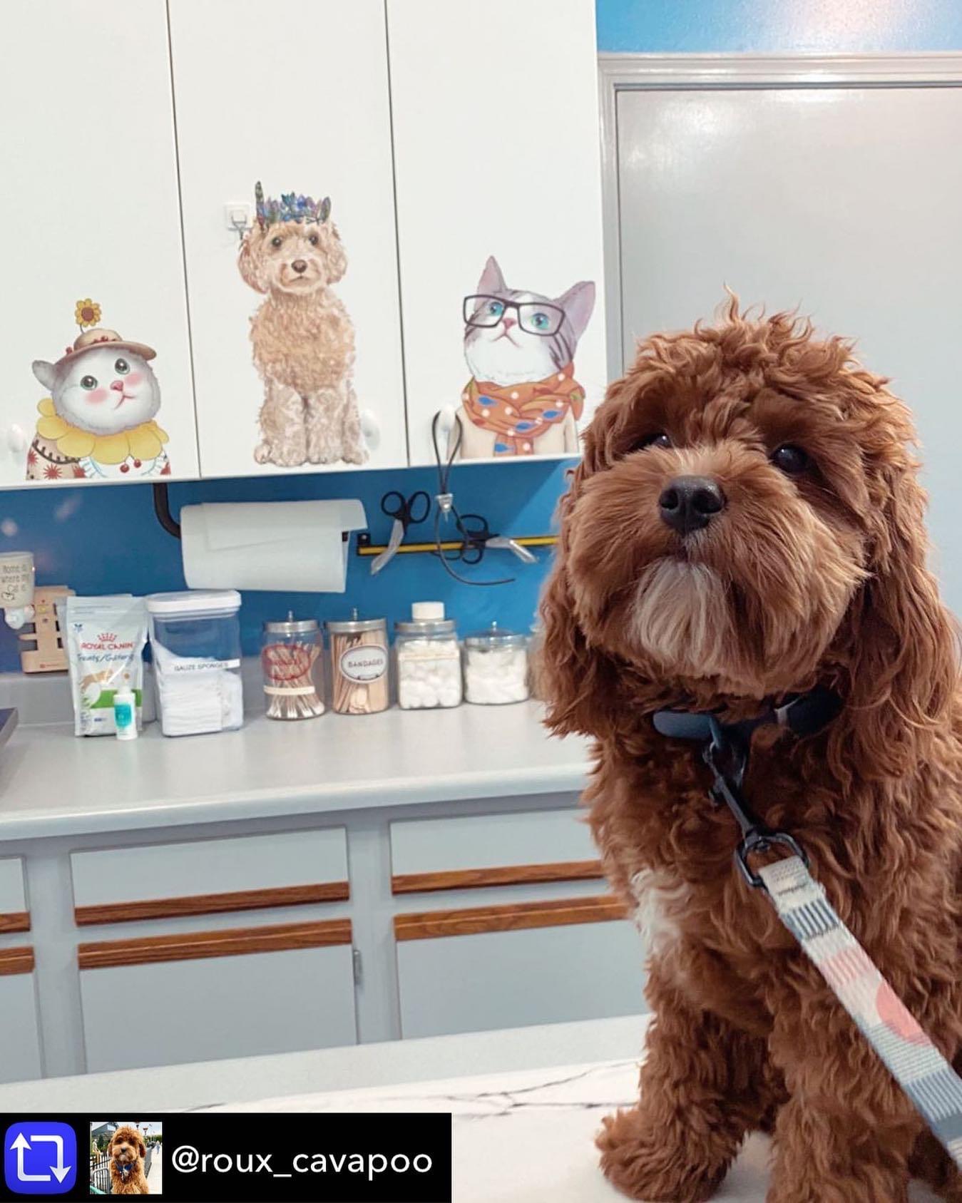 Lakeshore Veterinary Hospital Mandeville