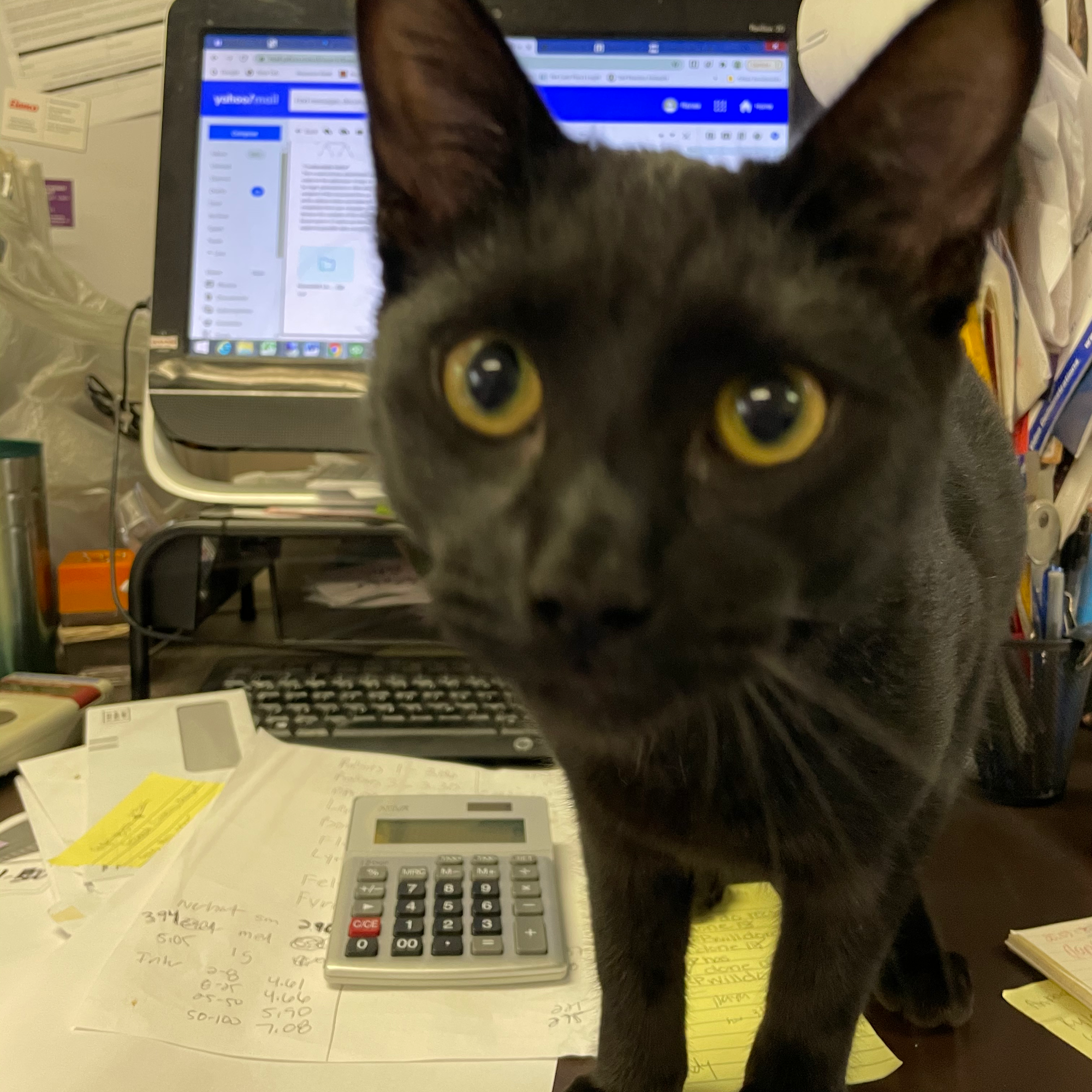 Lakeshore Veterinary Hospital Mandeville