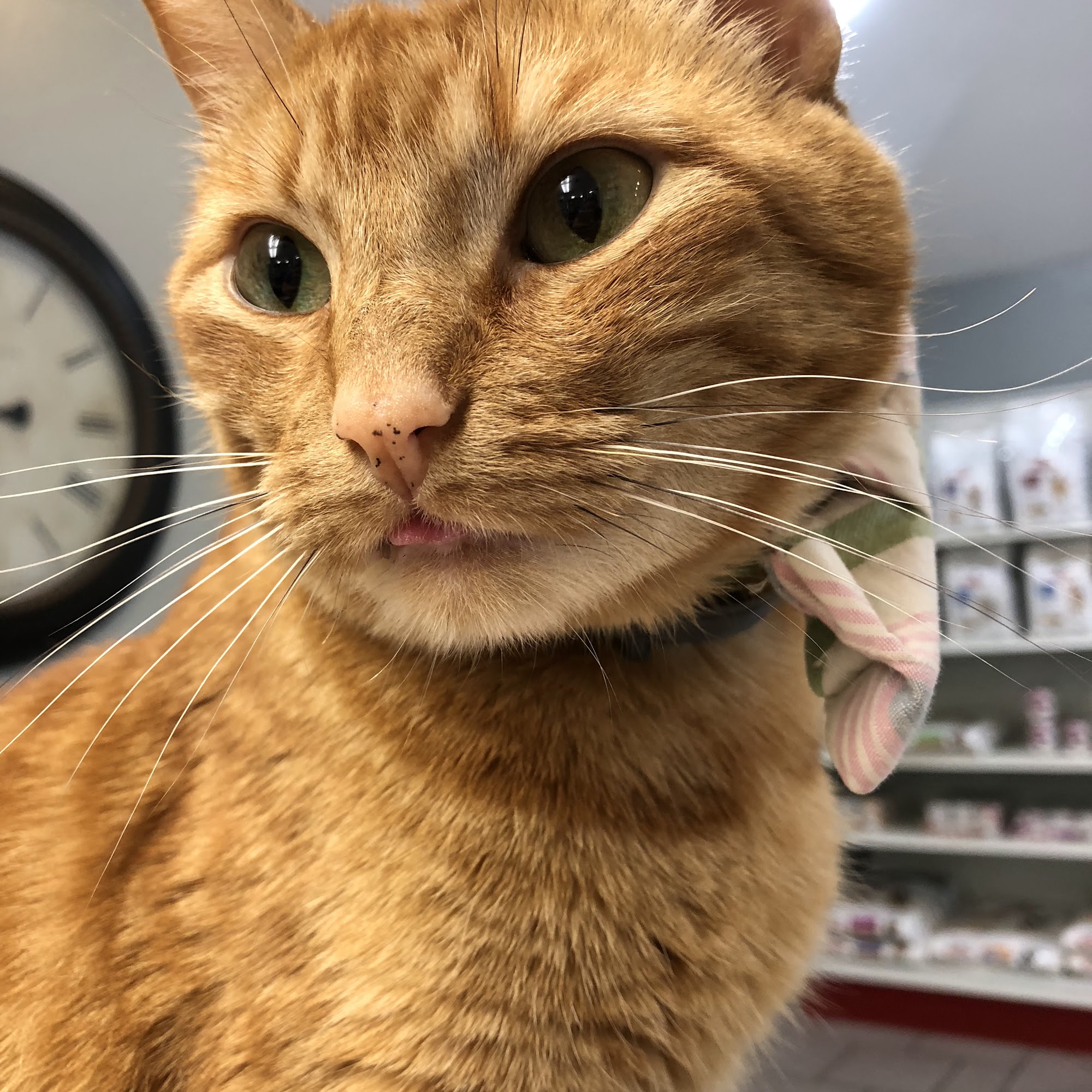 Northshore Animal Hospital Inc Mandeville