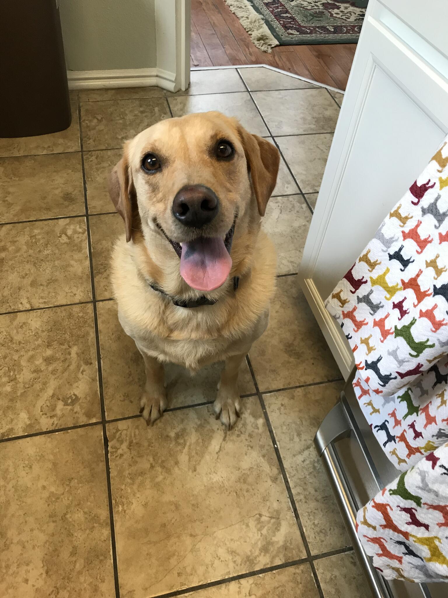 Massey Paige DVM Mandeville