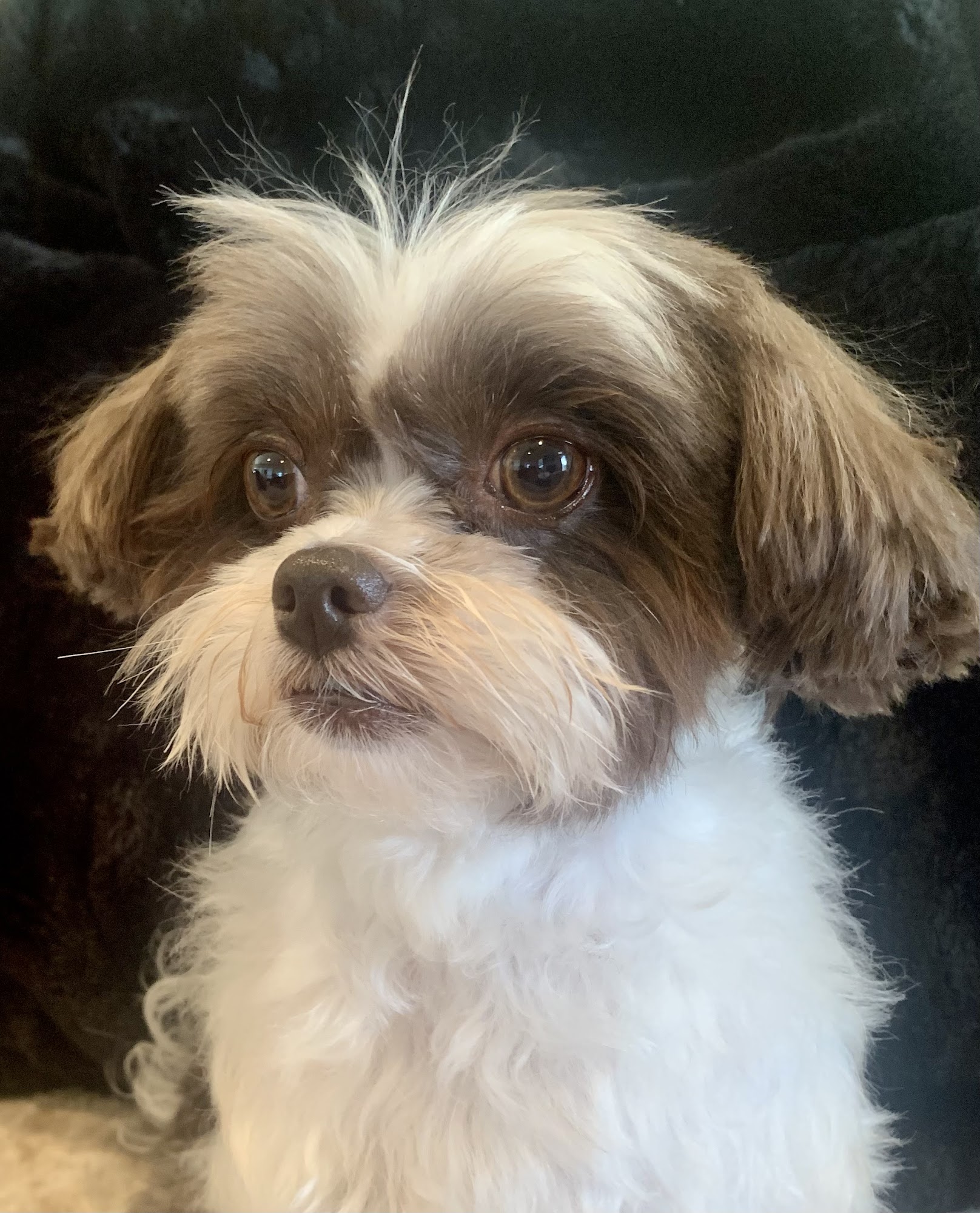 Ponga's Pet Palace Mandeville