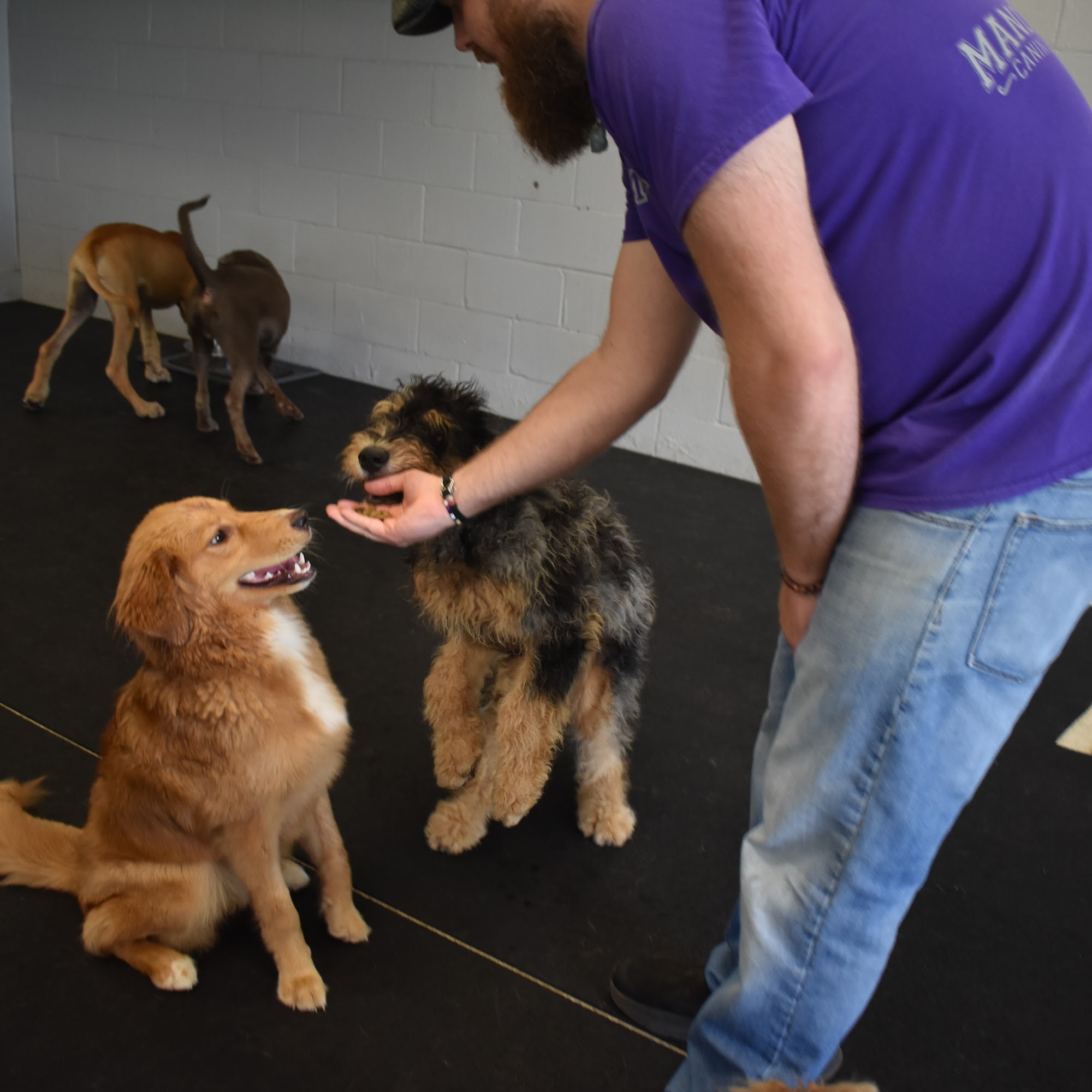 Mandeville Canine Academy Mandeville