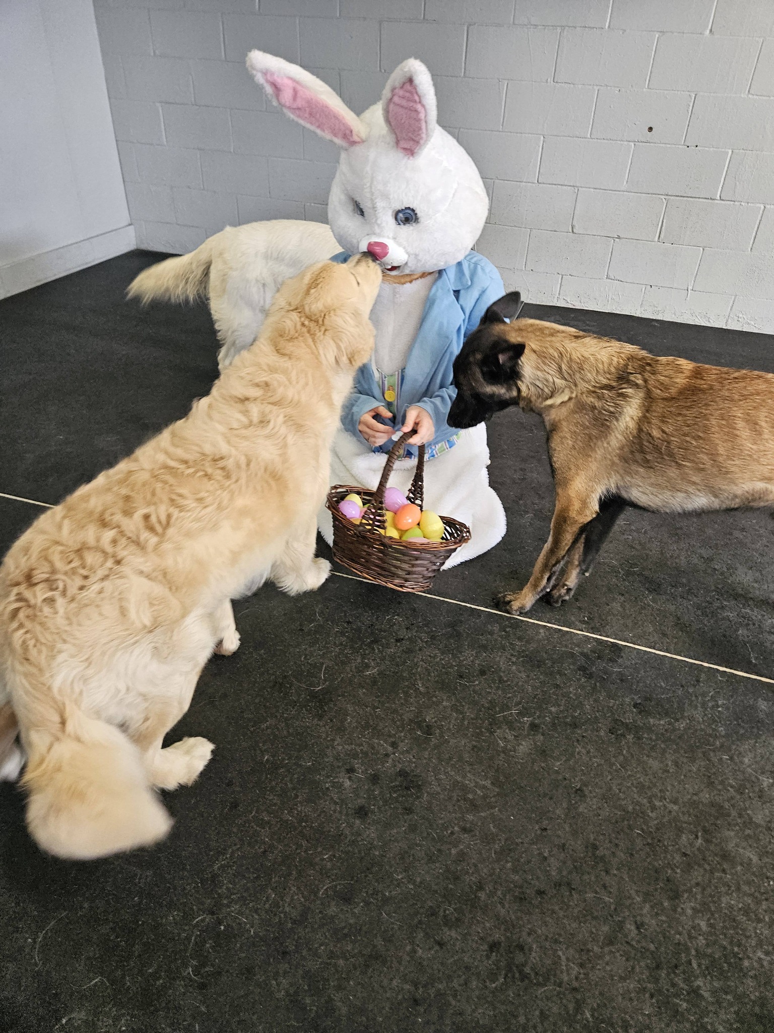 Mandeville Canine Academy Mandeville