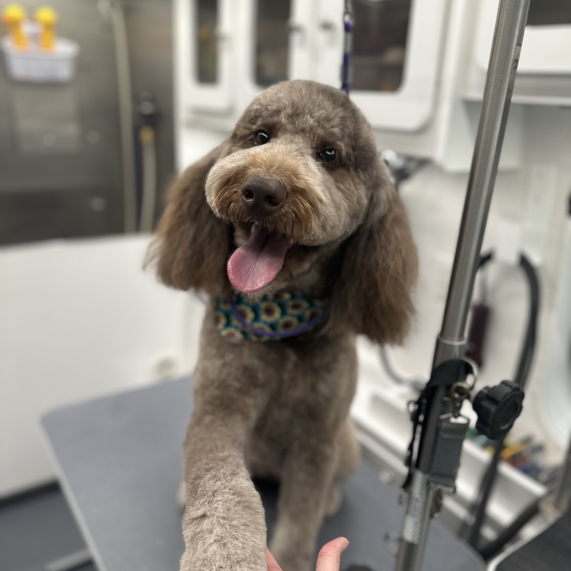 Paws Retreat & Paws Retreat Mobile Mandeville