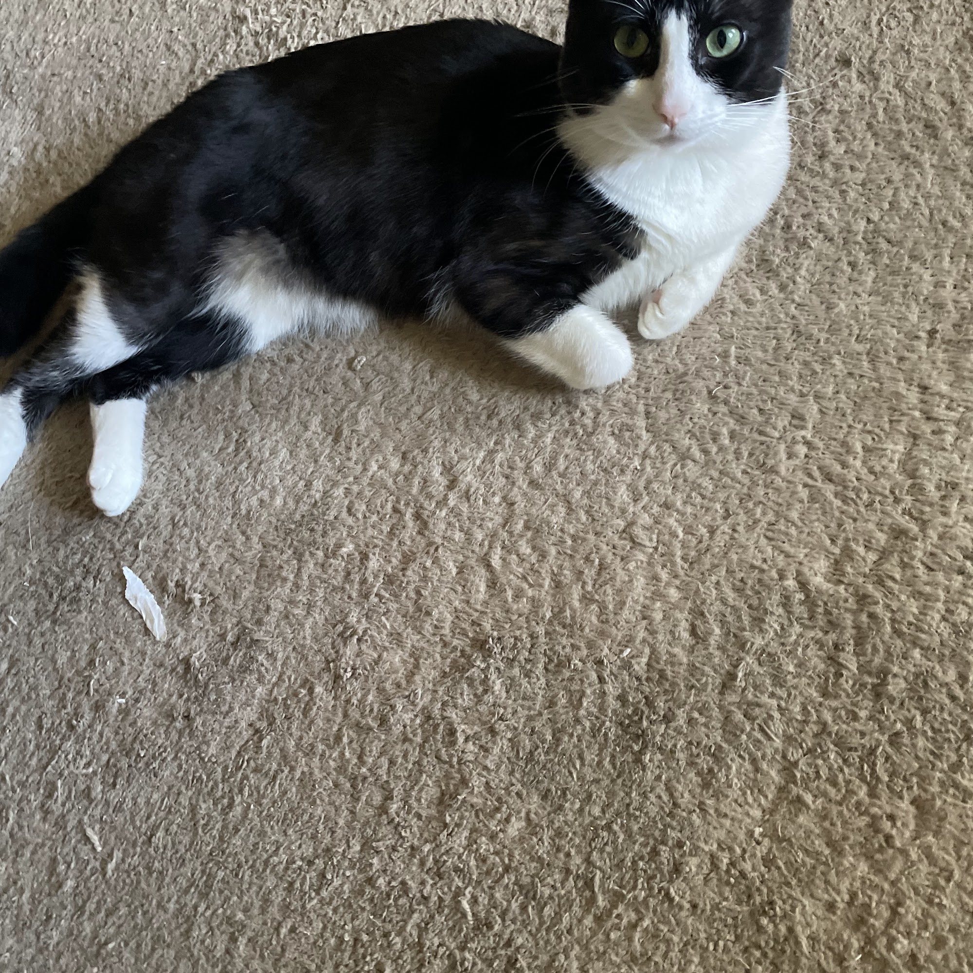 Veterinary Clinics of Avoyelles Marksville