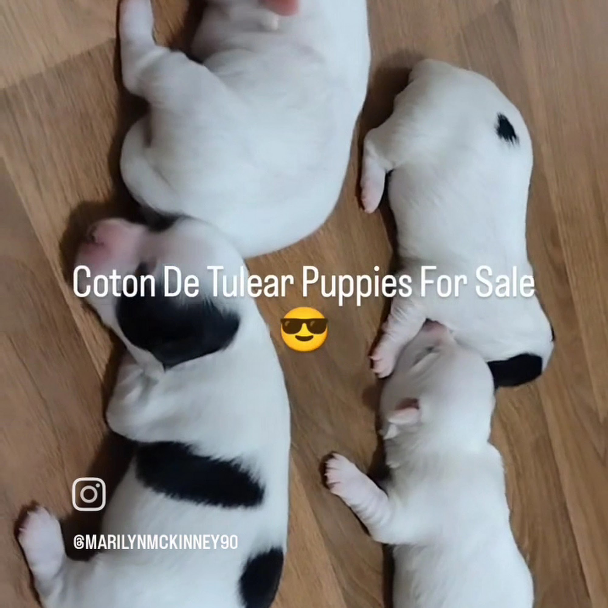 Acadiana West Animal Clinic Marrero