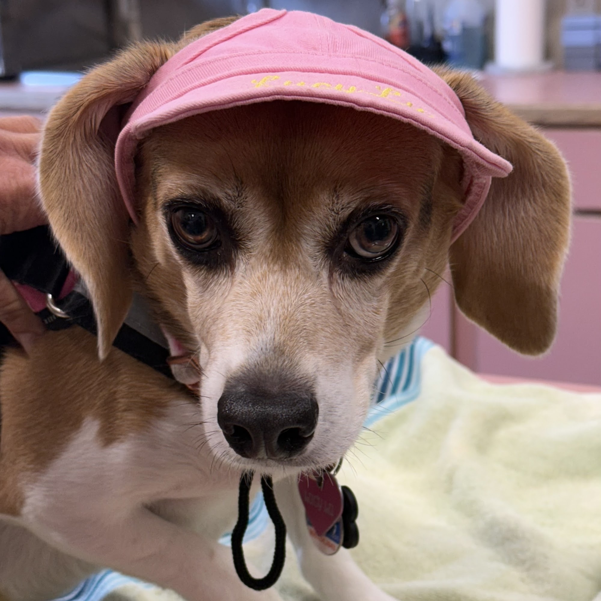 Barataria Animal Hospital Marrero