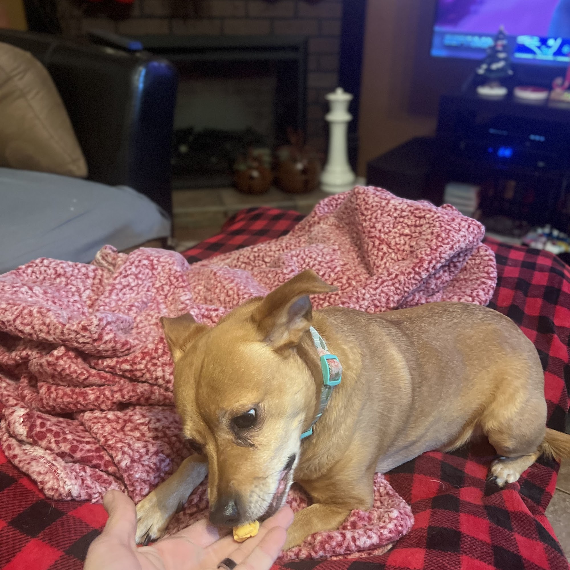 Maurice Veterinary Clinic Maurice