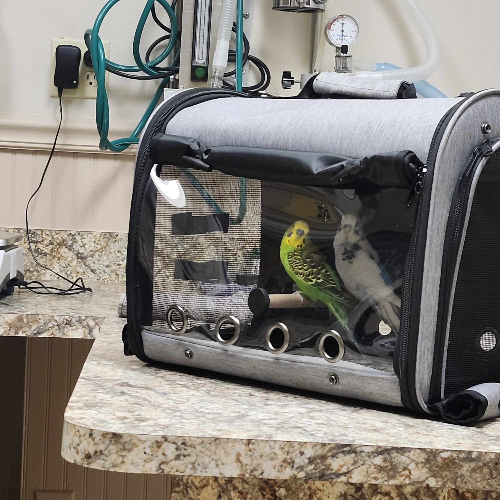 Avian & Exotic Animal Hospital of Louisiana Metairie