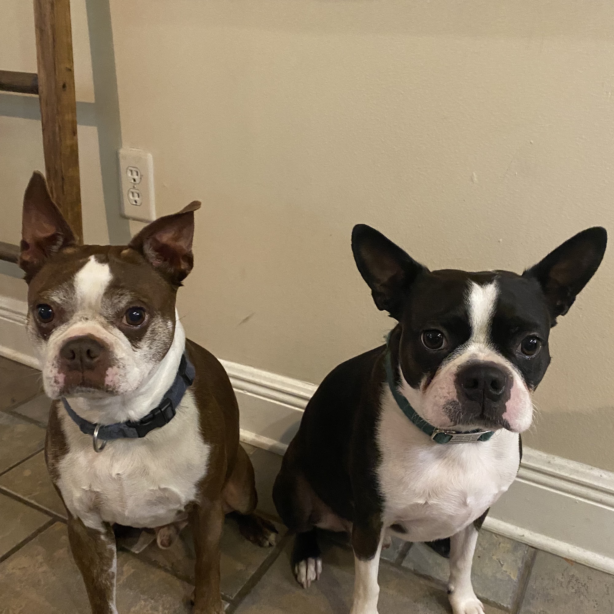 Metairie Small Animal Hospital - West Esplanade Clinic Metairie