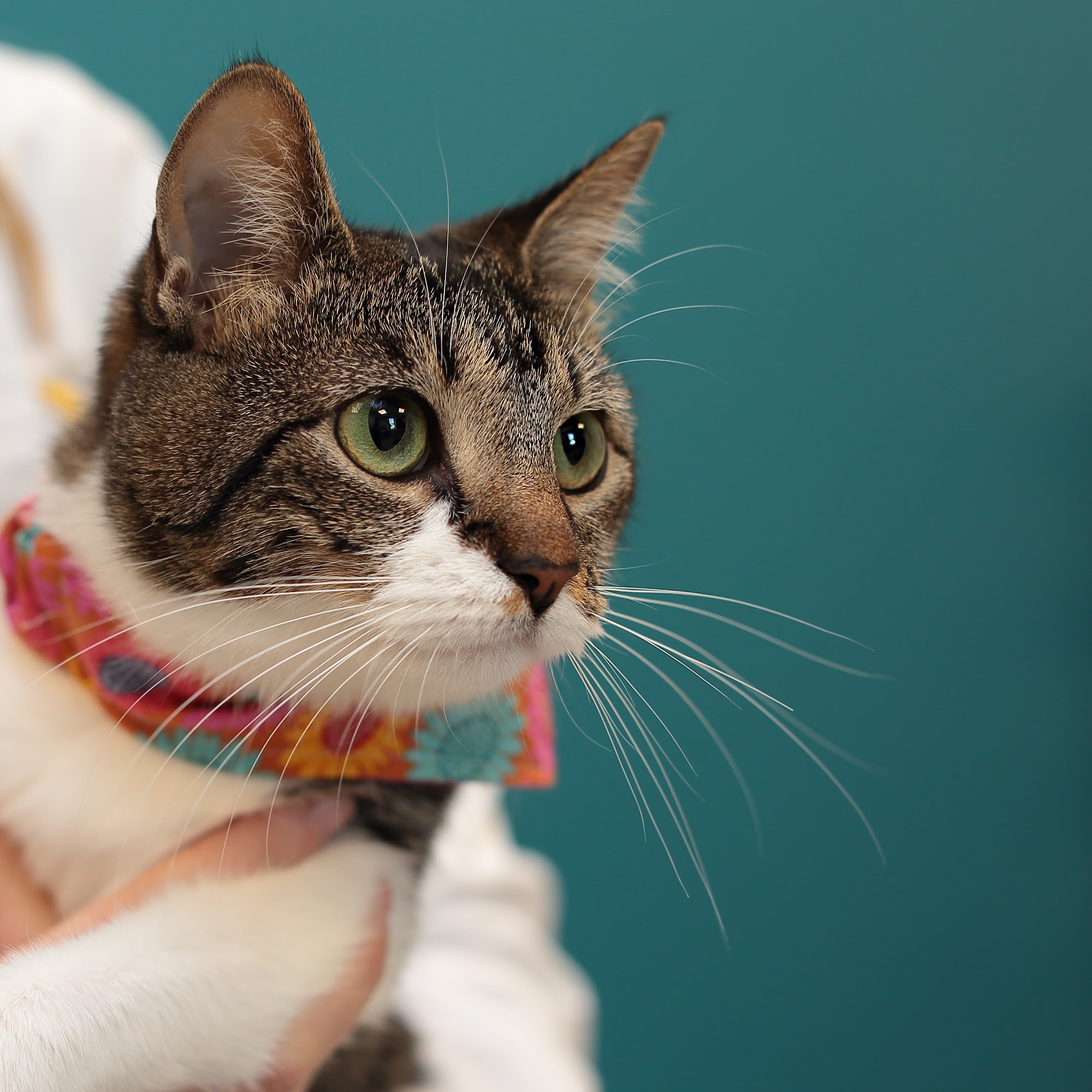 Clearview Veterinary Hospital Metairie