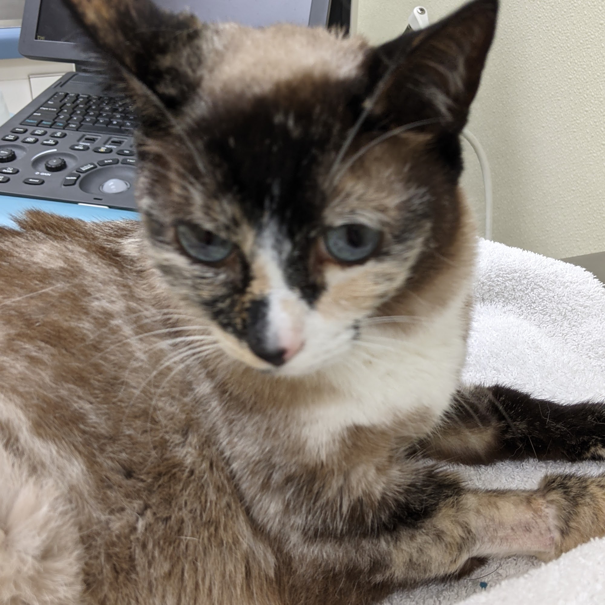 Animal Medical & Surgical Hospital Metairie