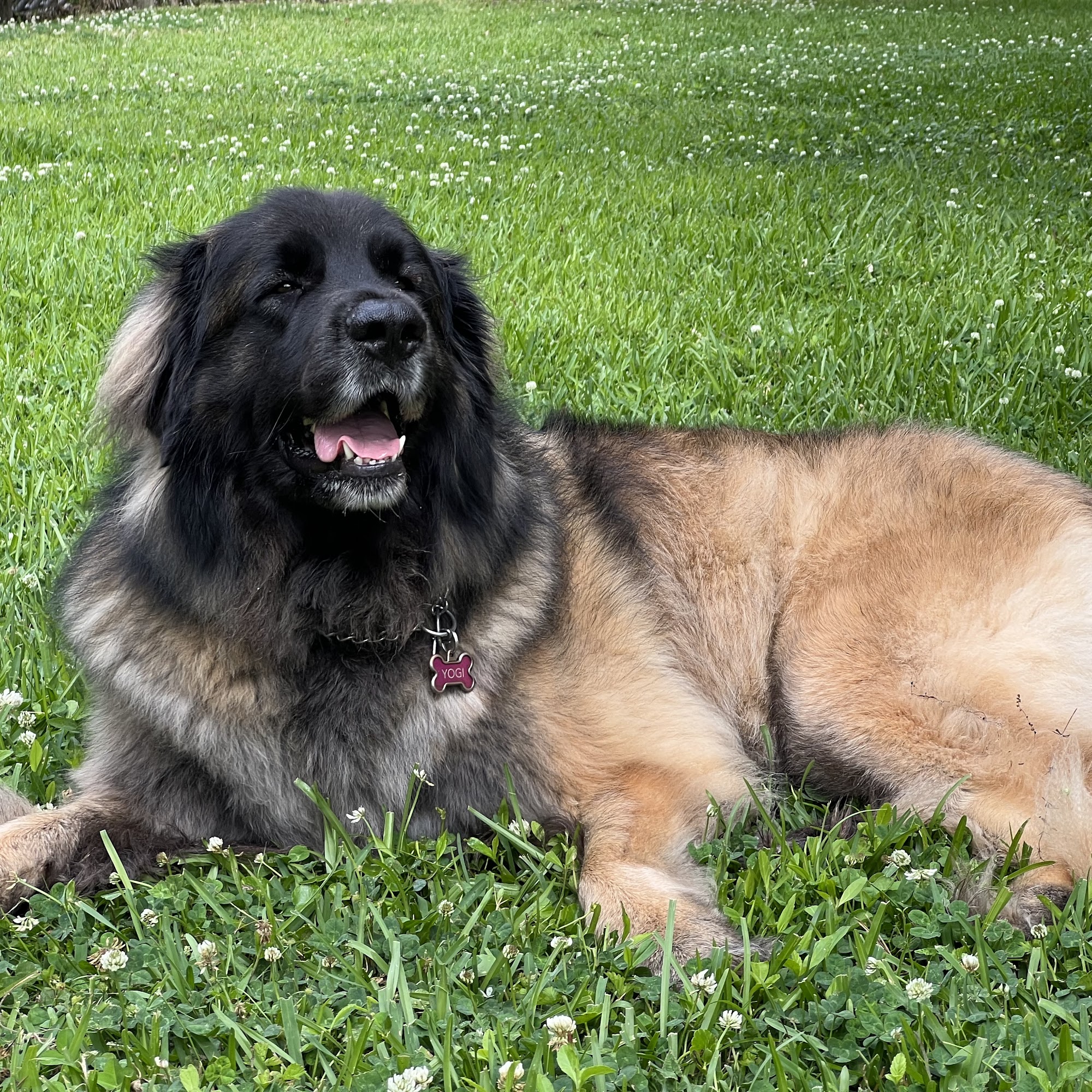 Pet Care Center Inc: Lanaux Amelie DVM Metairie