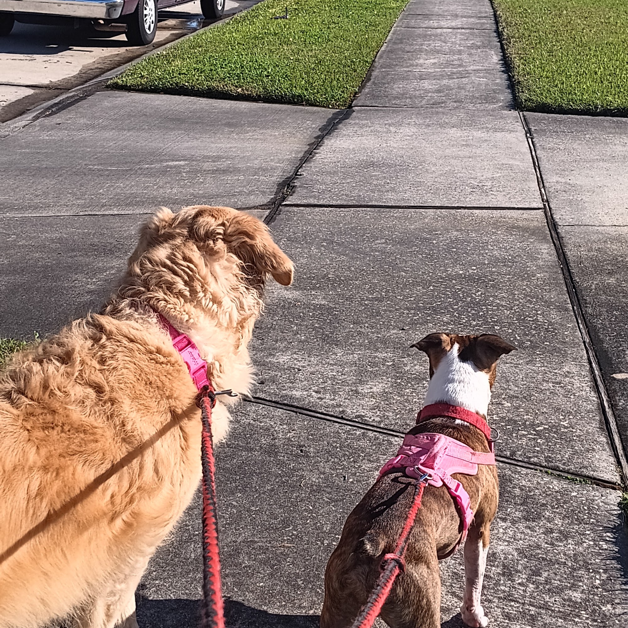 REBECCA'S PET SERVICES Metairie