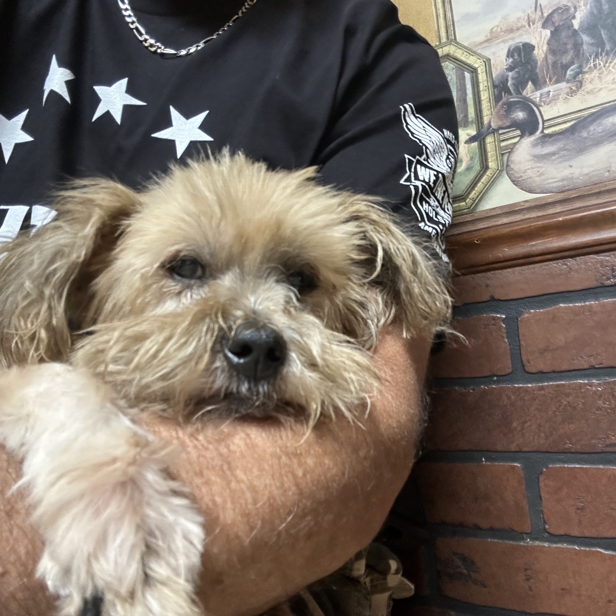 Minden Animal Clinic Minden