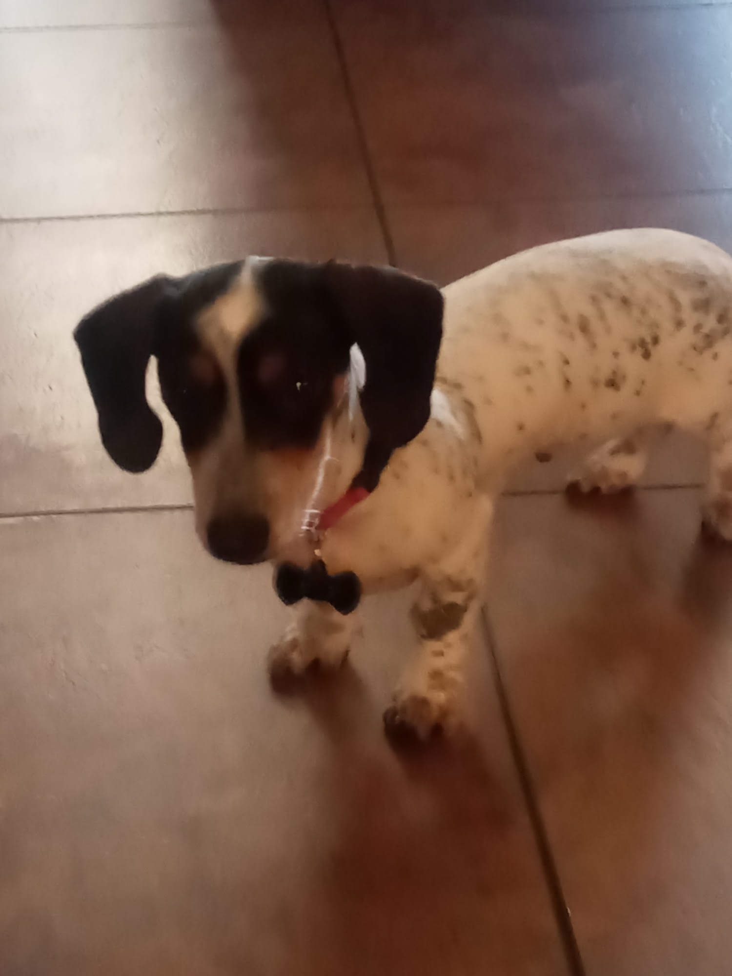 Spotless Paws, LLC Minden