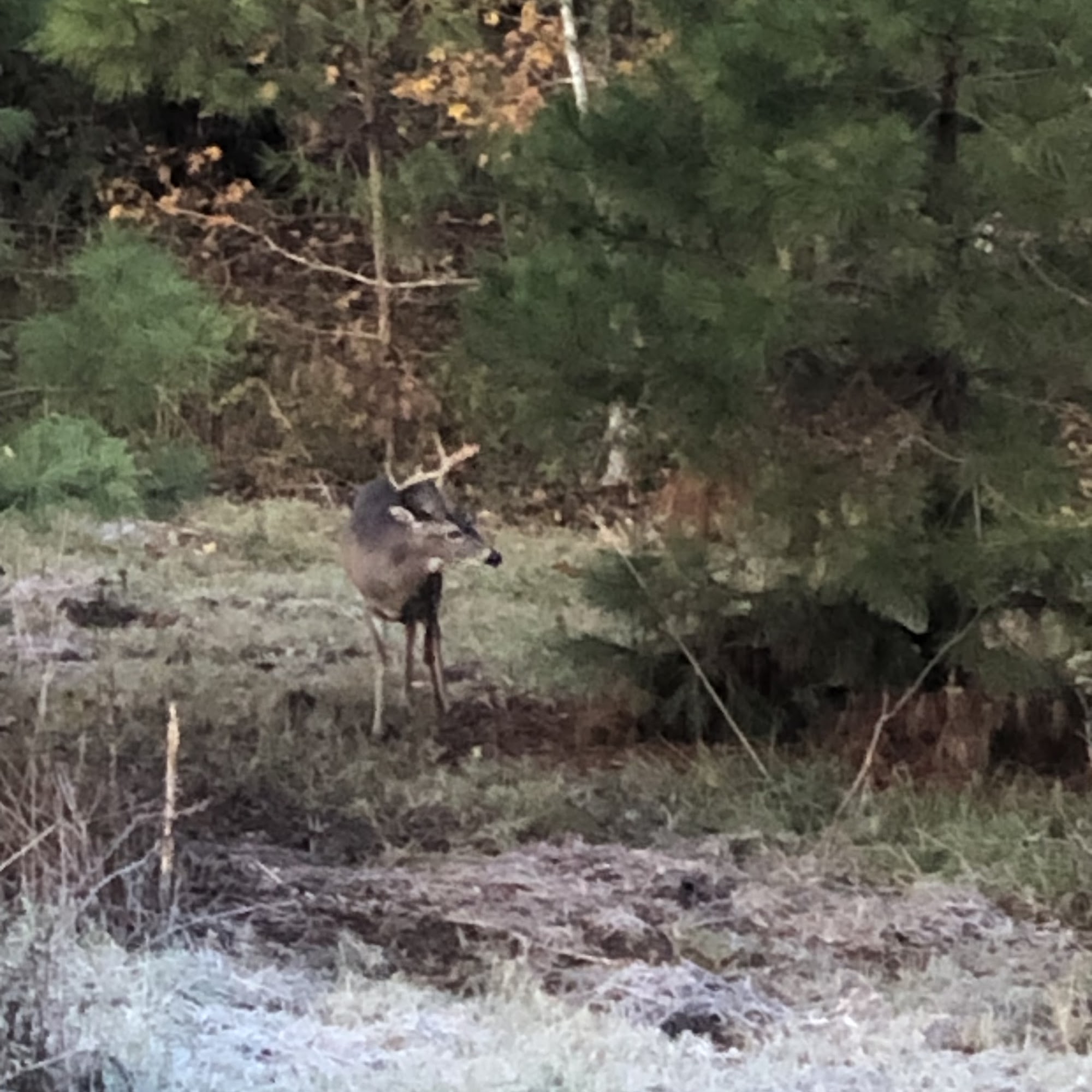 Carter Firearms, LLC Minden