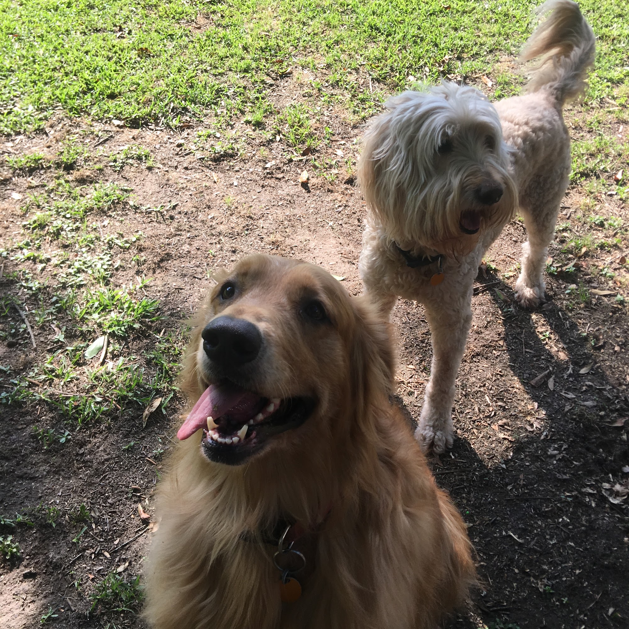 Thomas Mobile Vet Clinic Monroe