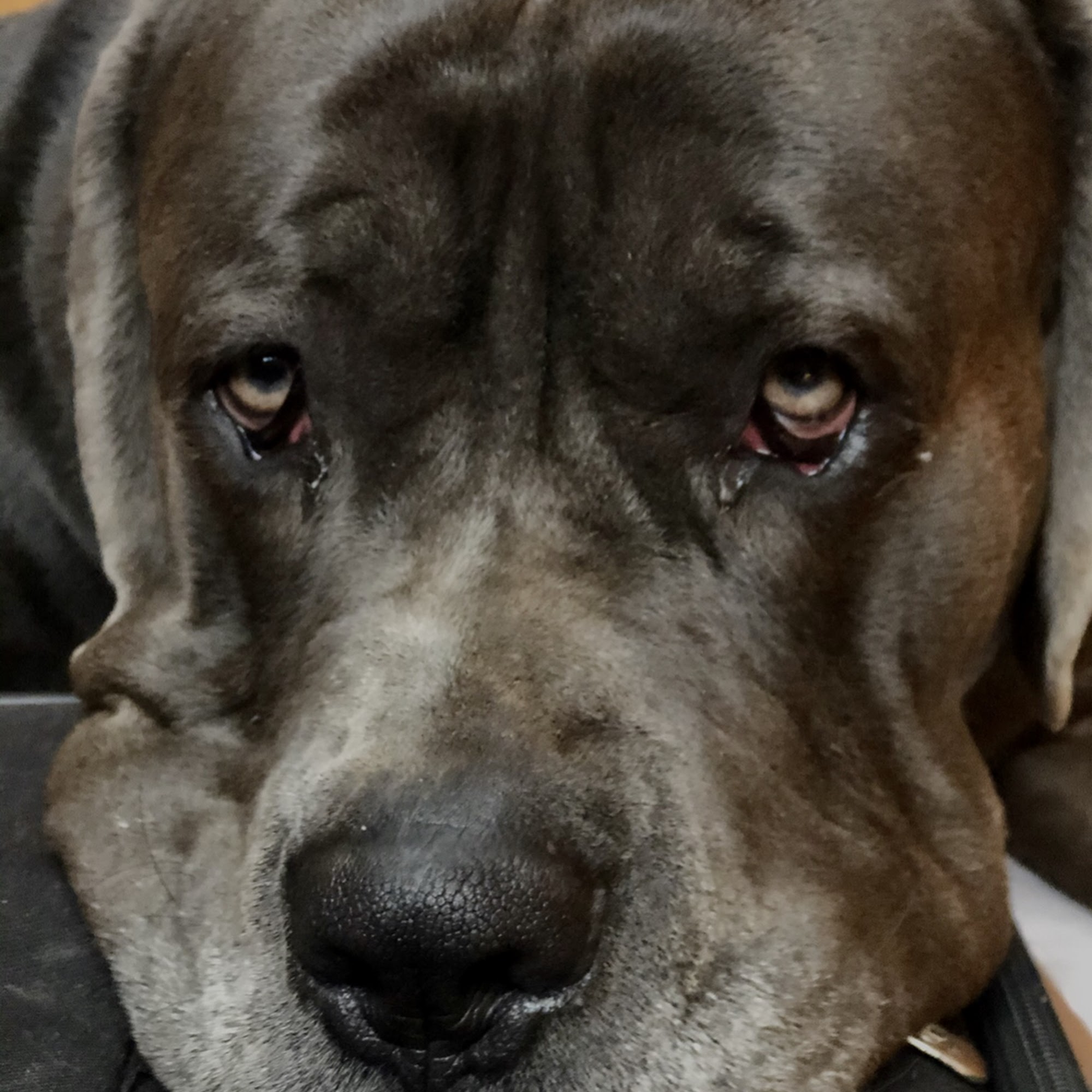 Ouachita Pet Clinic Monroe