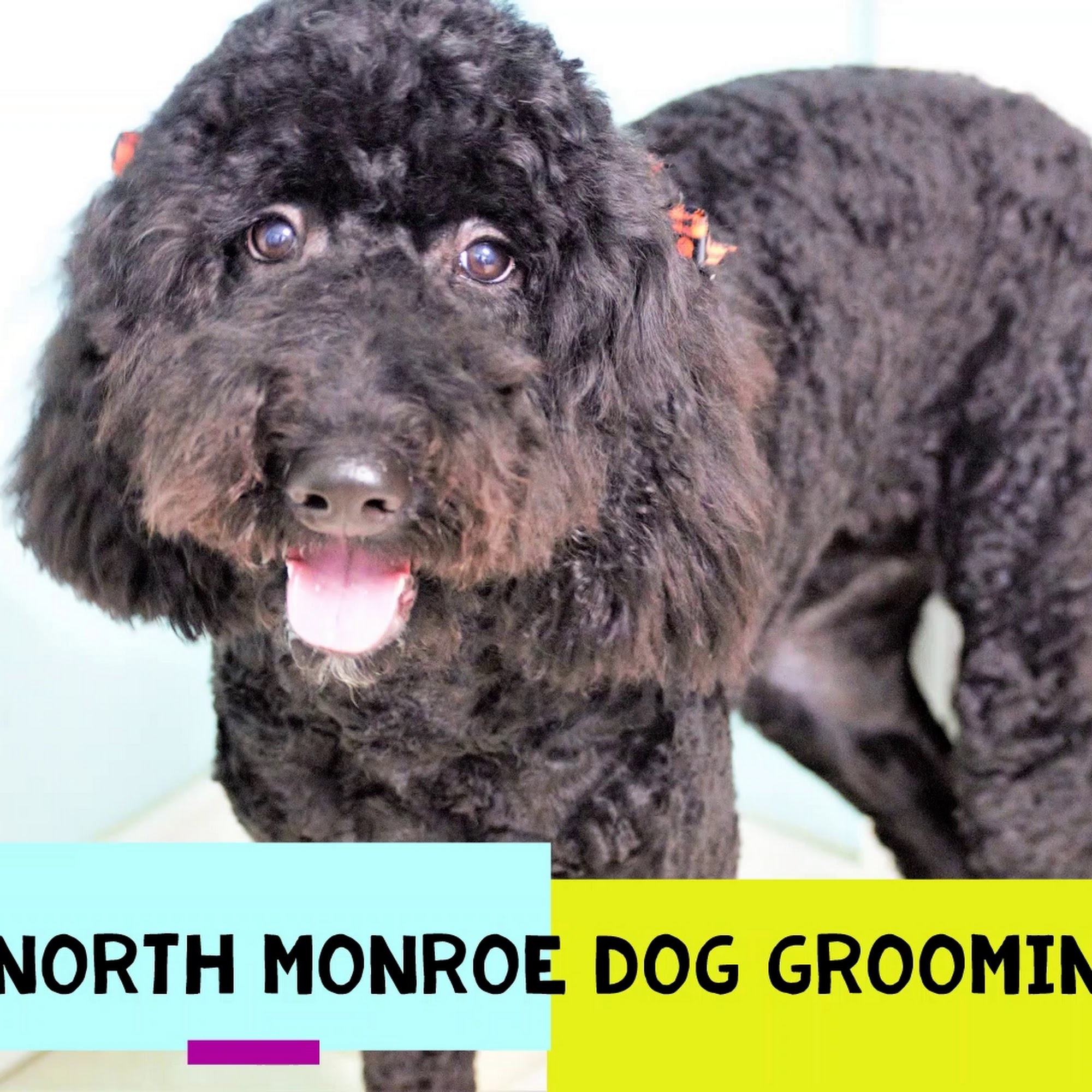 North Monroe Dog Grooming LLC Monroe
