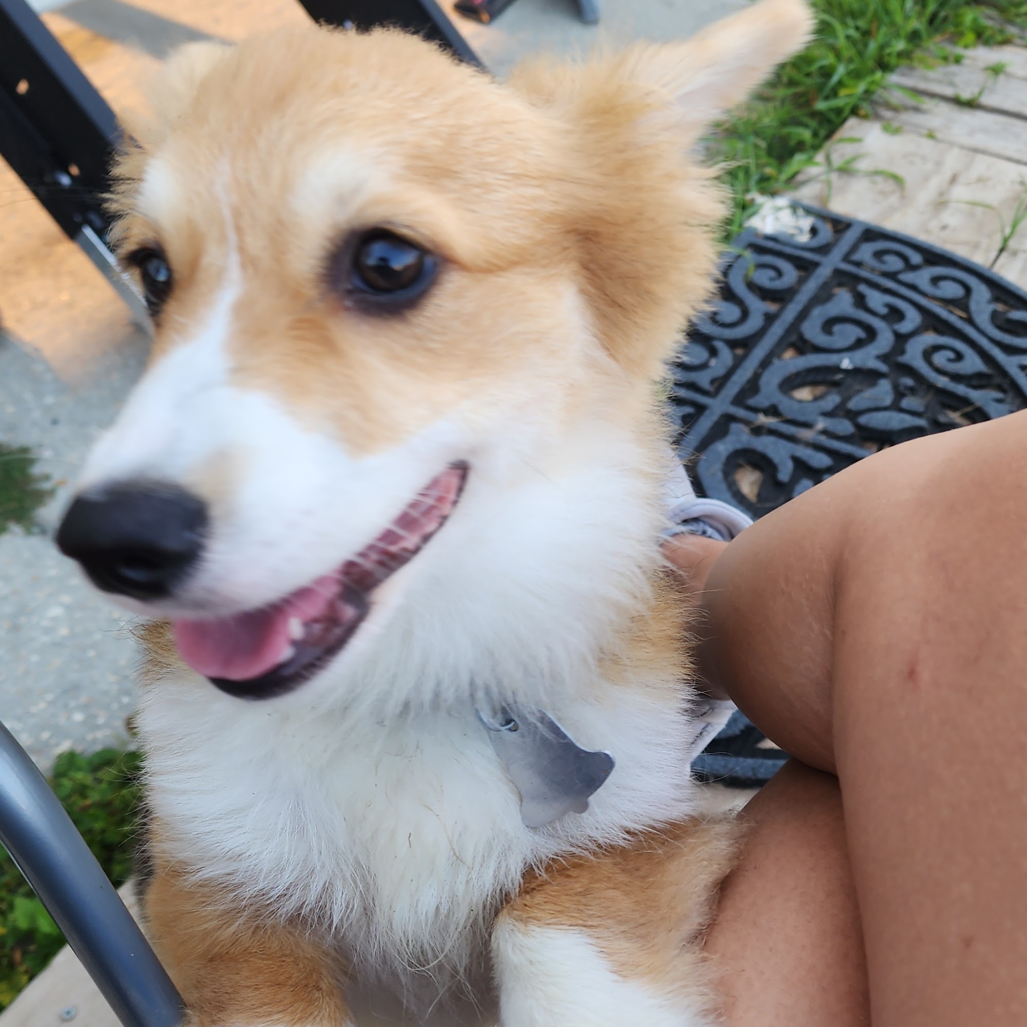 Atchafalaya Animal Clinic Morgan City