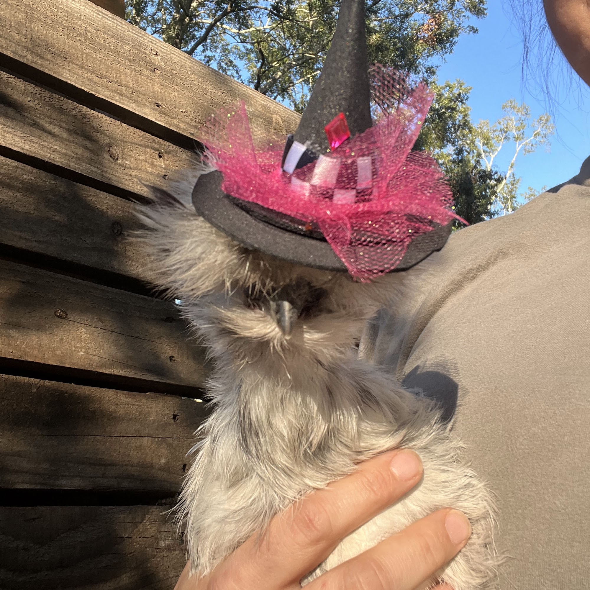 Tractor Supply Co. Morgan City