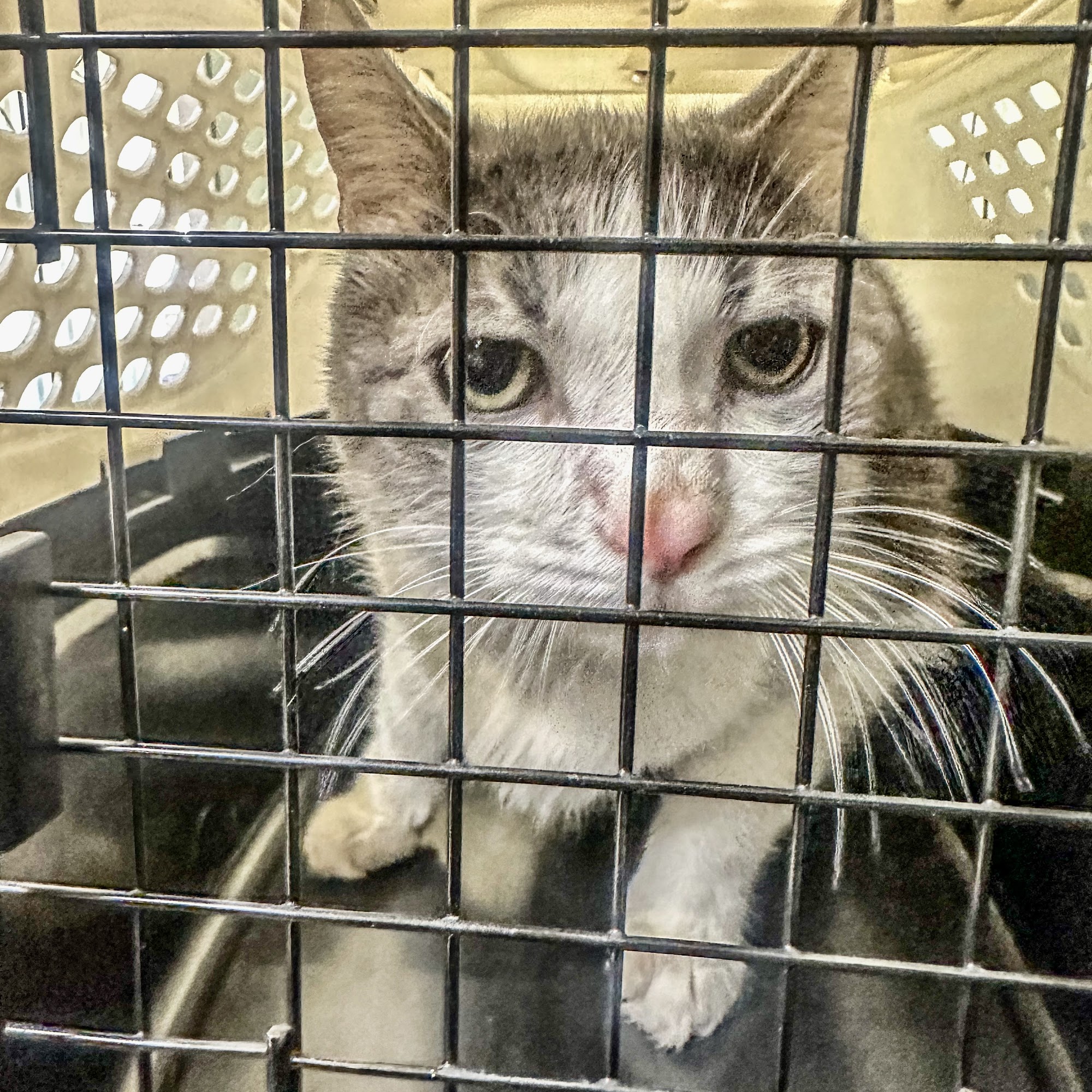 Natchitoches Animal Hospital Natchitoches