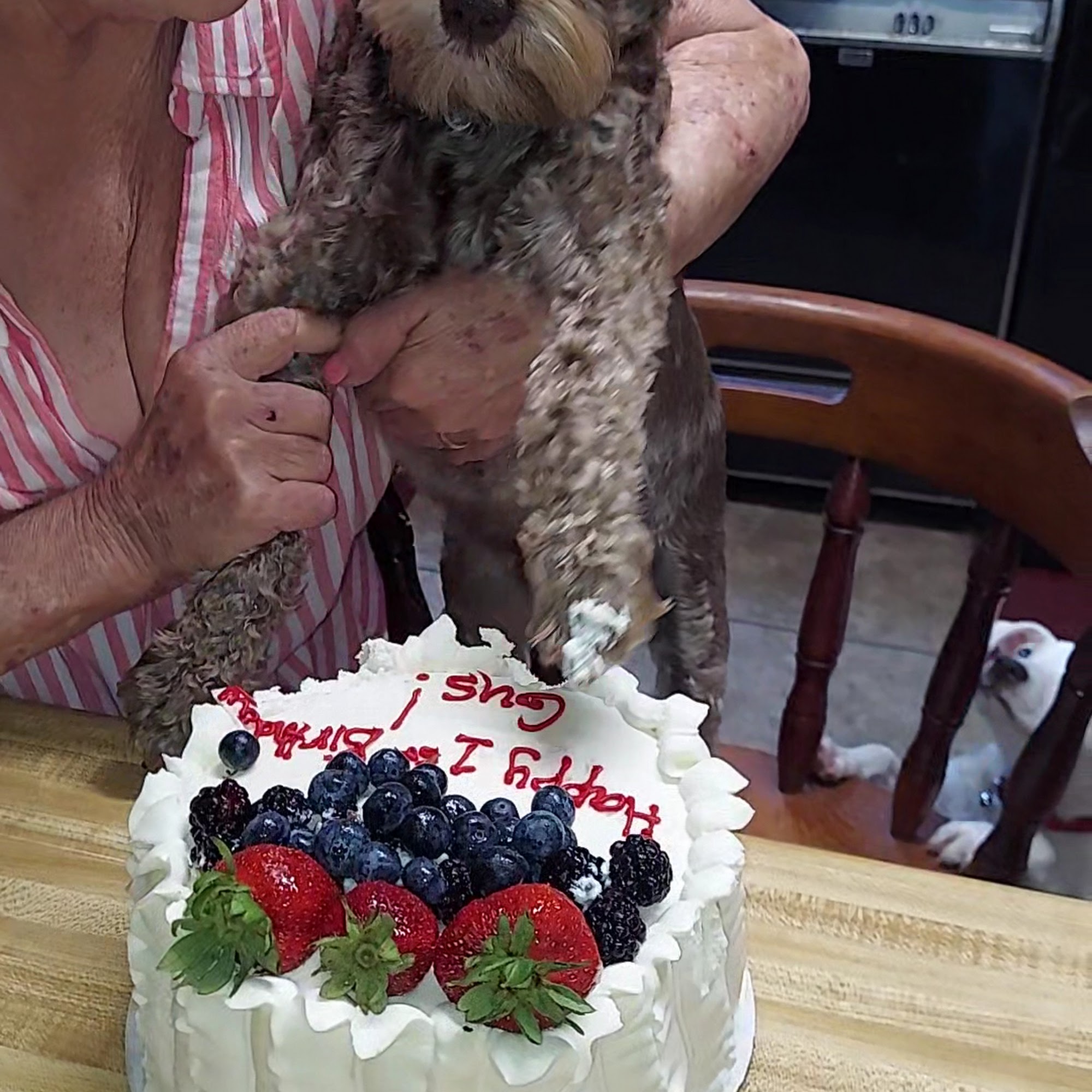 Spanish Trail Animal Hospital New Iberia