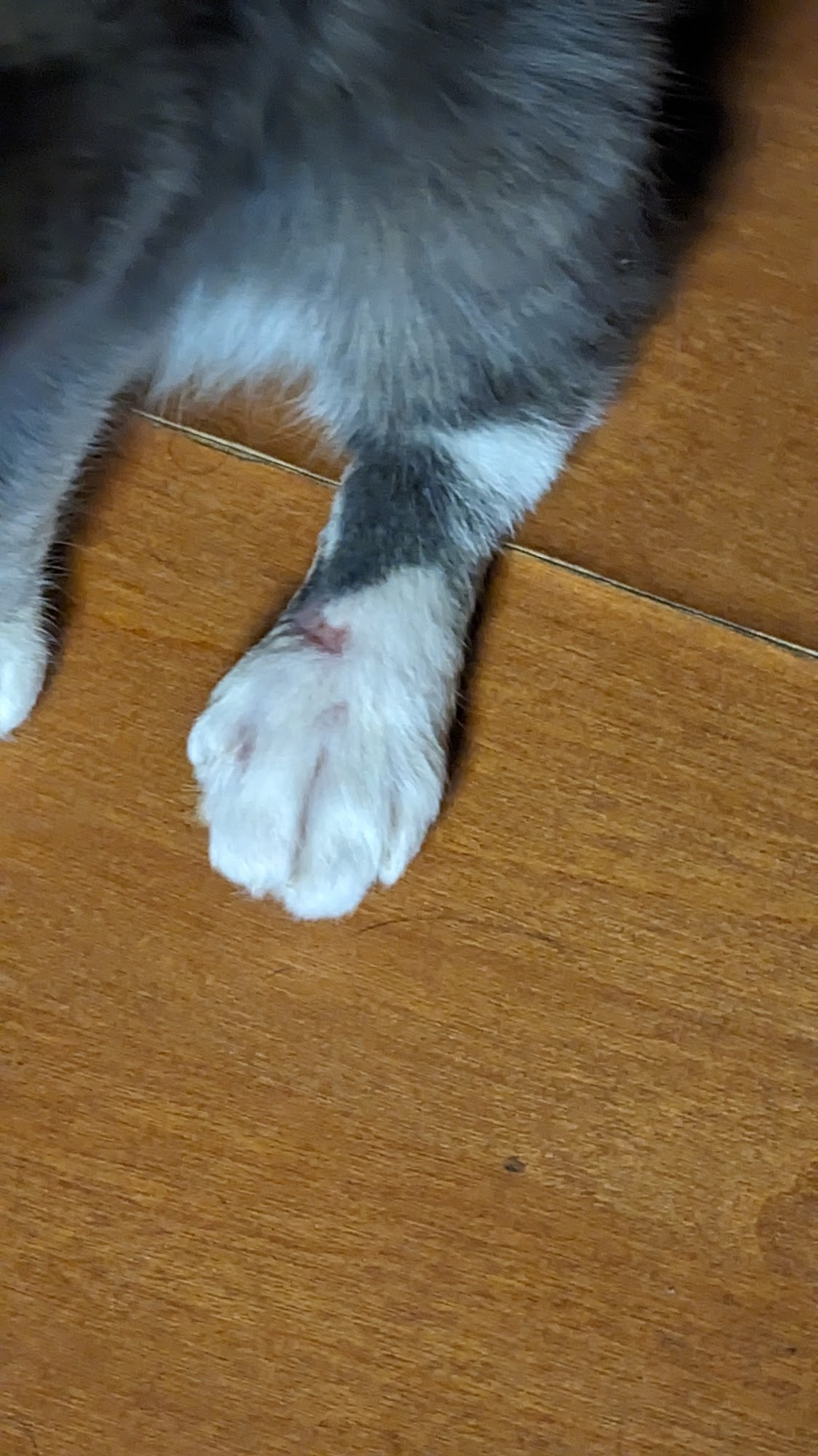 Iberia Animal Clinic New Iberia