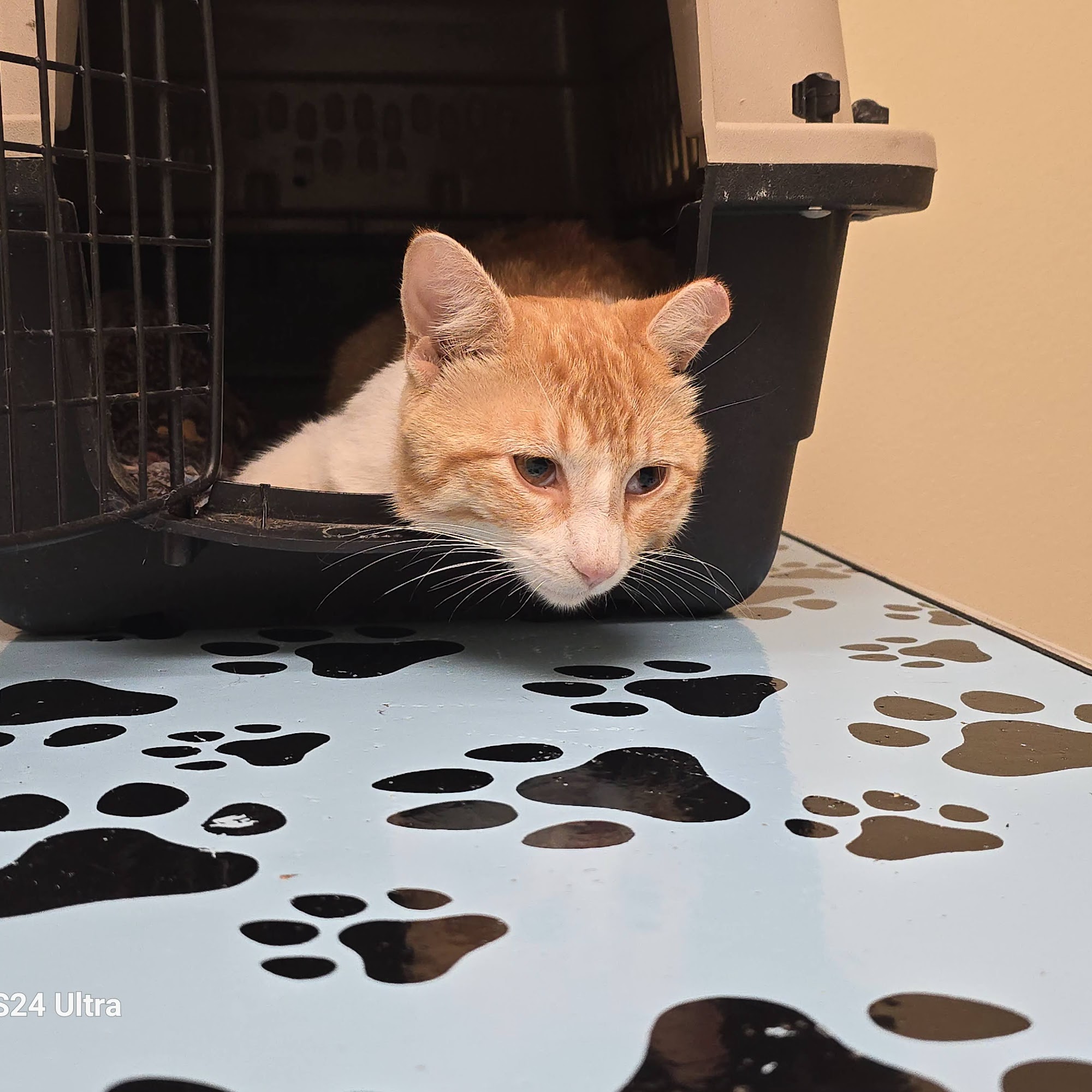 Iberia Animal Clinic New Iberia