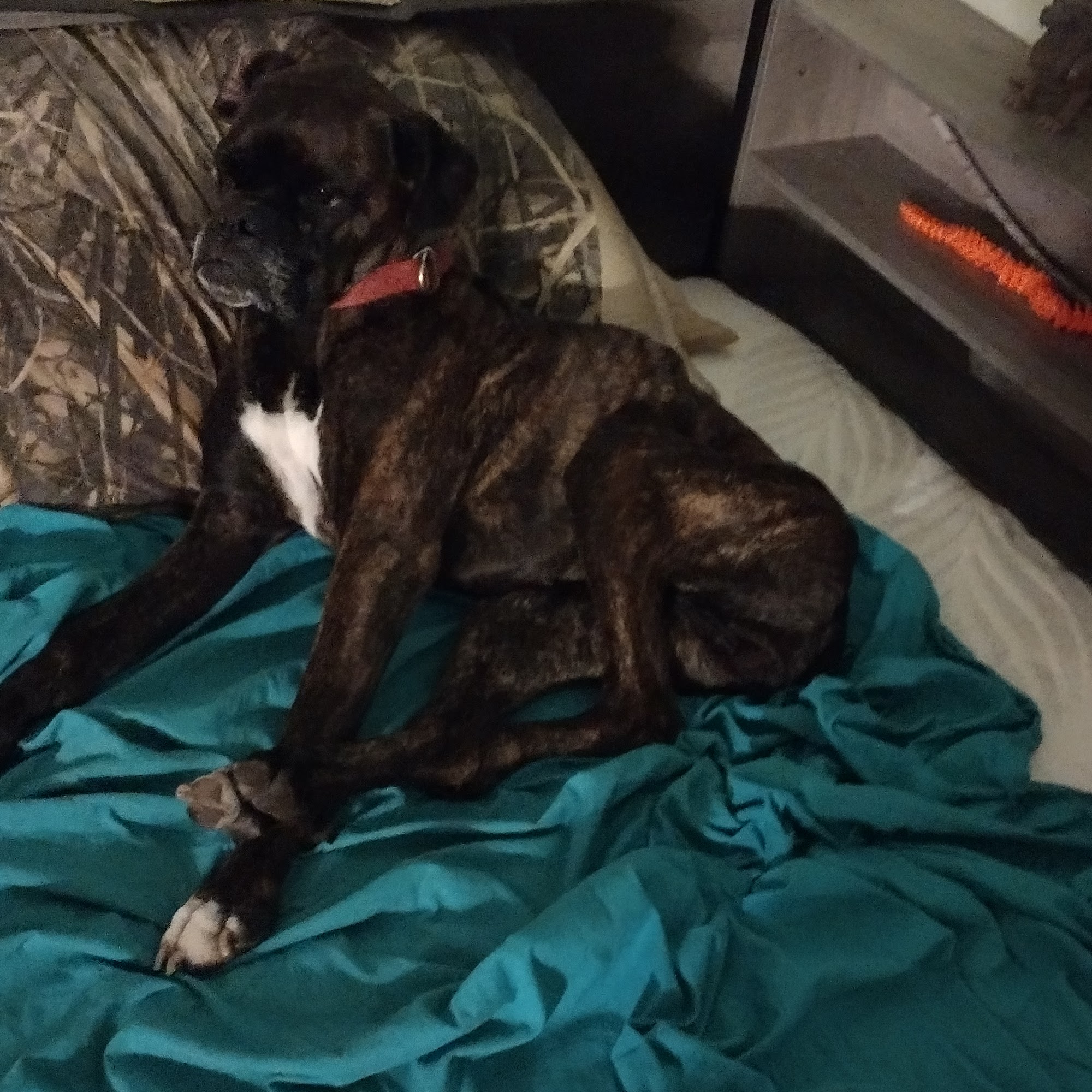 All Creatures Veterinary Hospital New Iberia