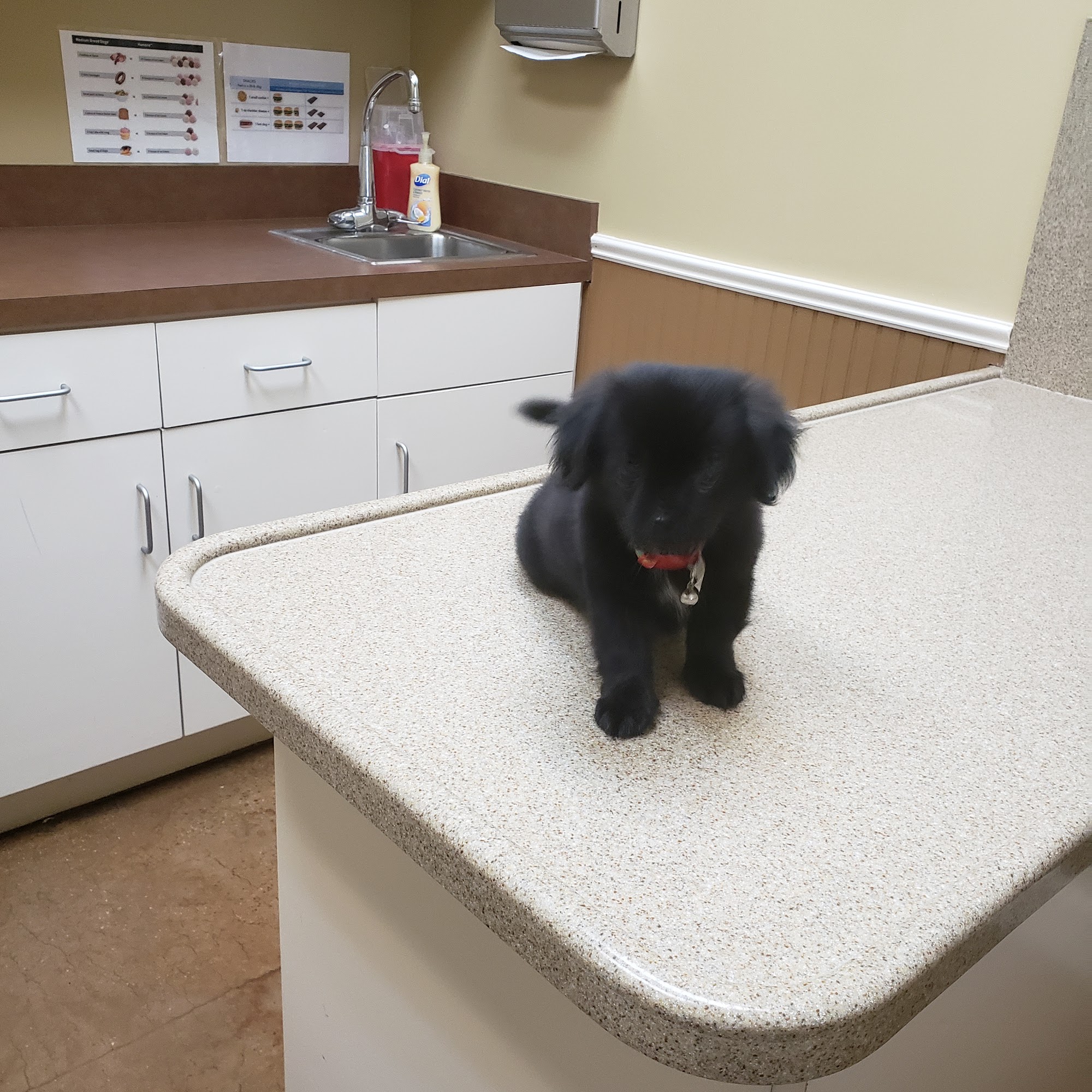 Dupuy's Animal Hospital New Iberia