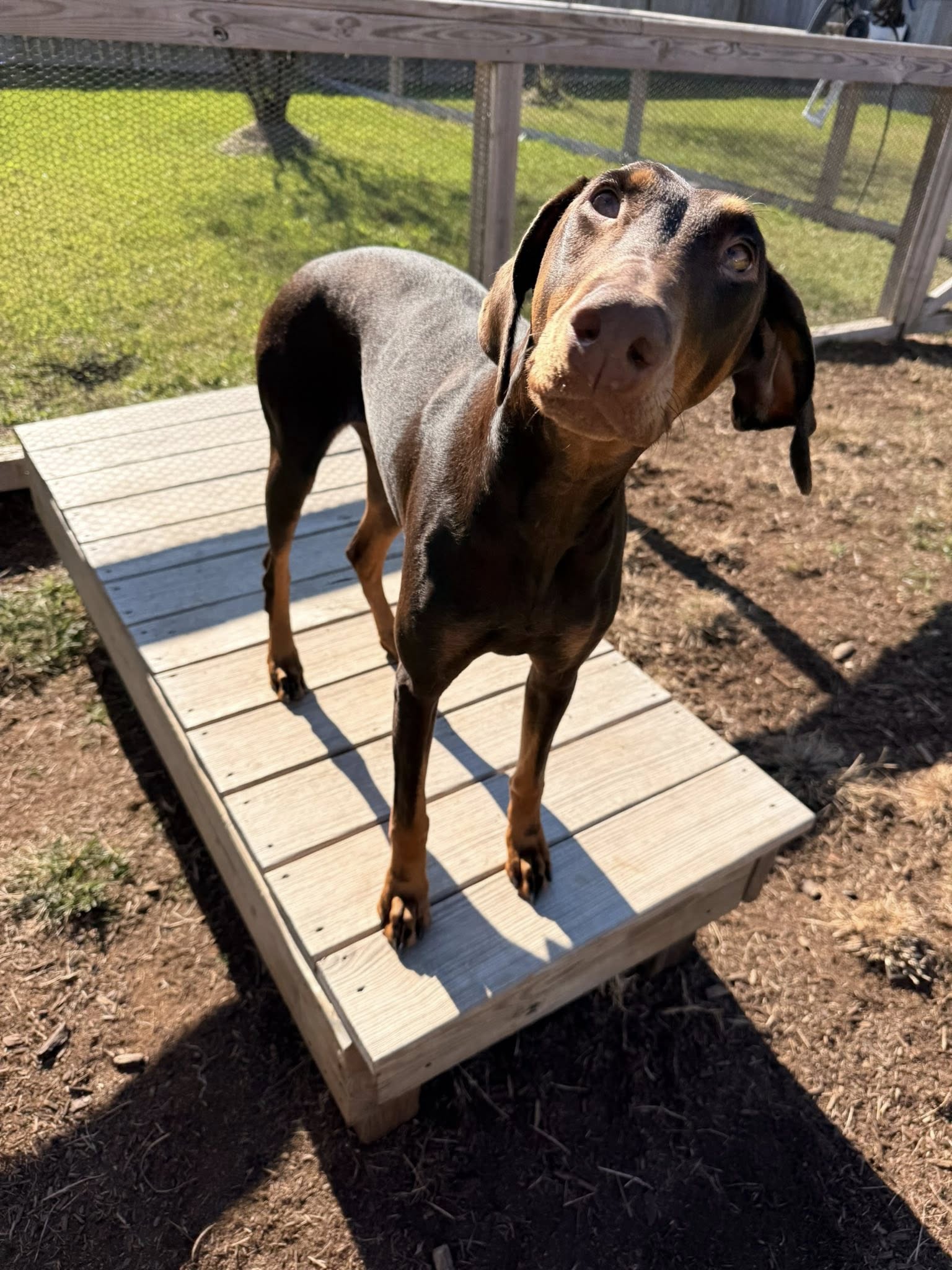 The Groom Room Pet Spa & Resort New Iberia