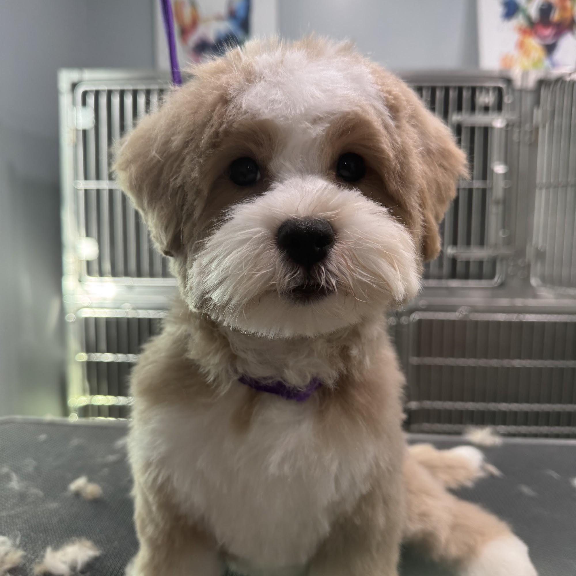 Dog Barn Pet Grooming & Boarding New Iberia