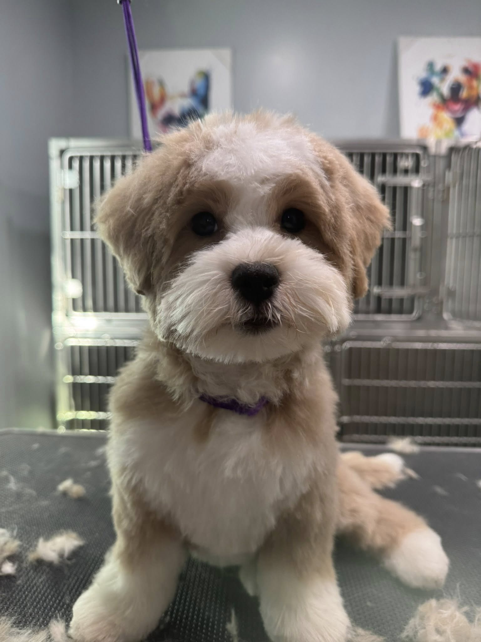 Dog Barn Pet Grooming & Boarding New Iberia