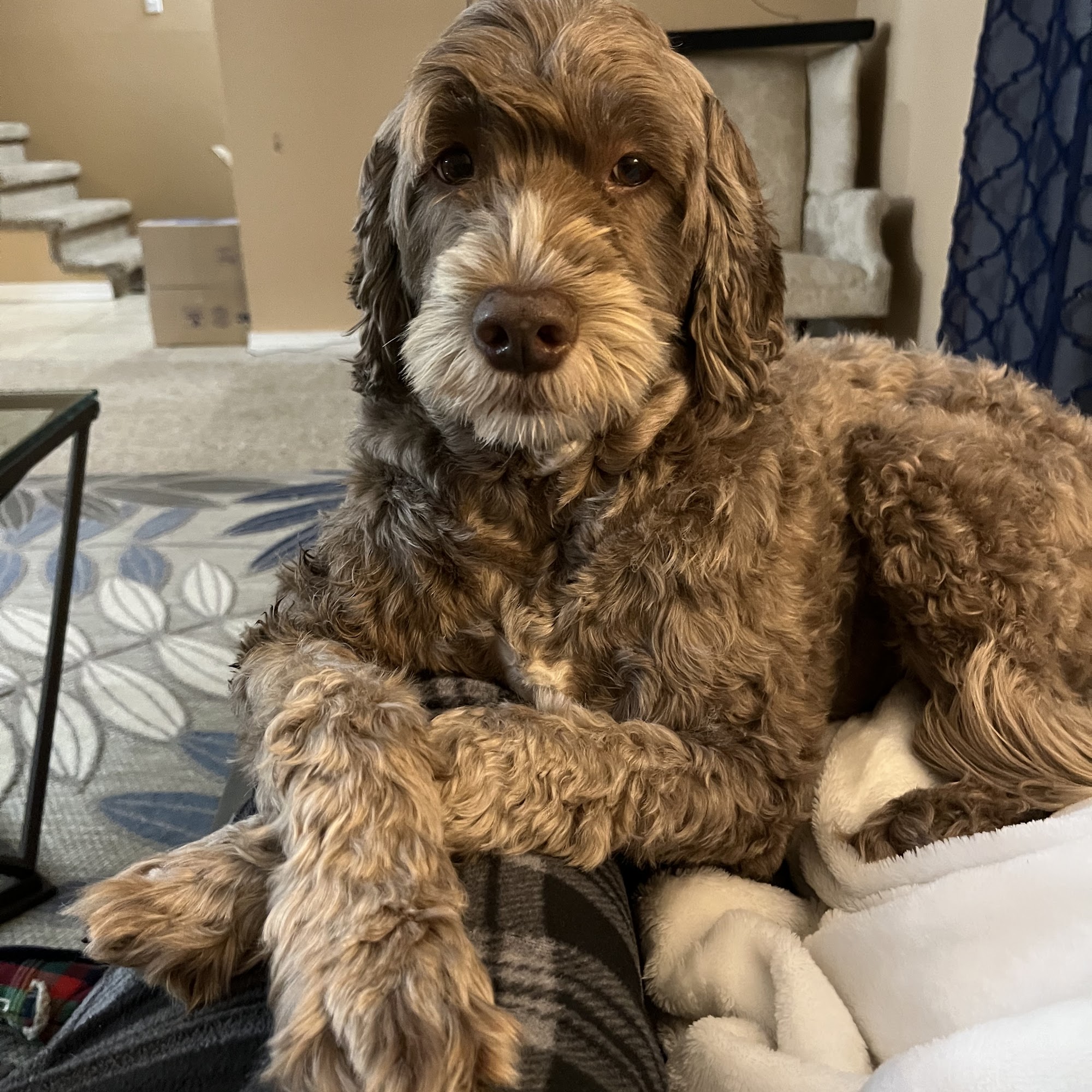 All Star Animal Clinic New Orleans