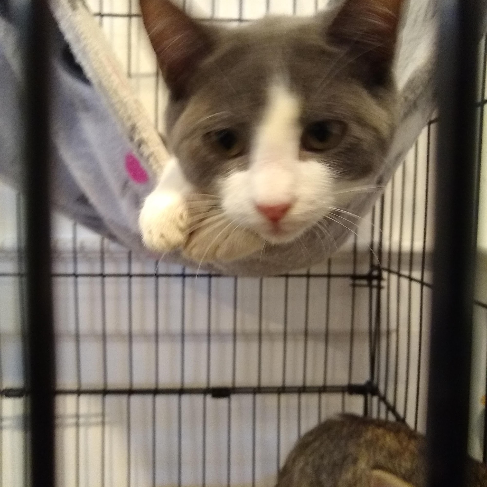 Maple Small Animal Clinic New Orleans