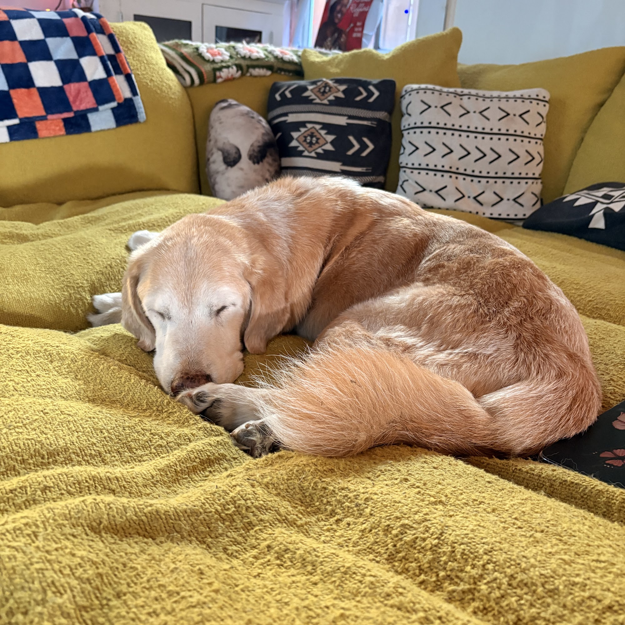 Pet Care Center Esplanade New Orleans