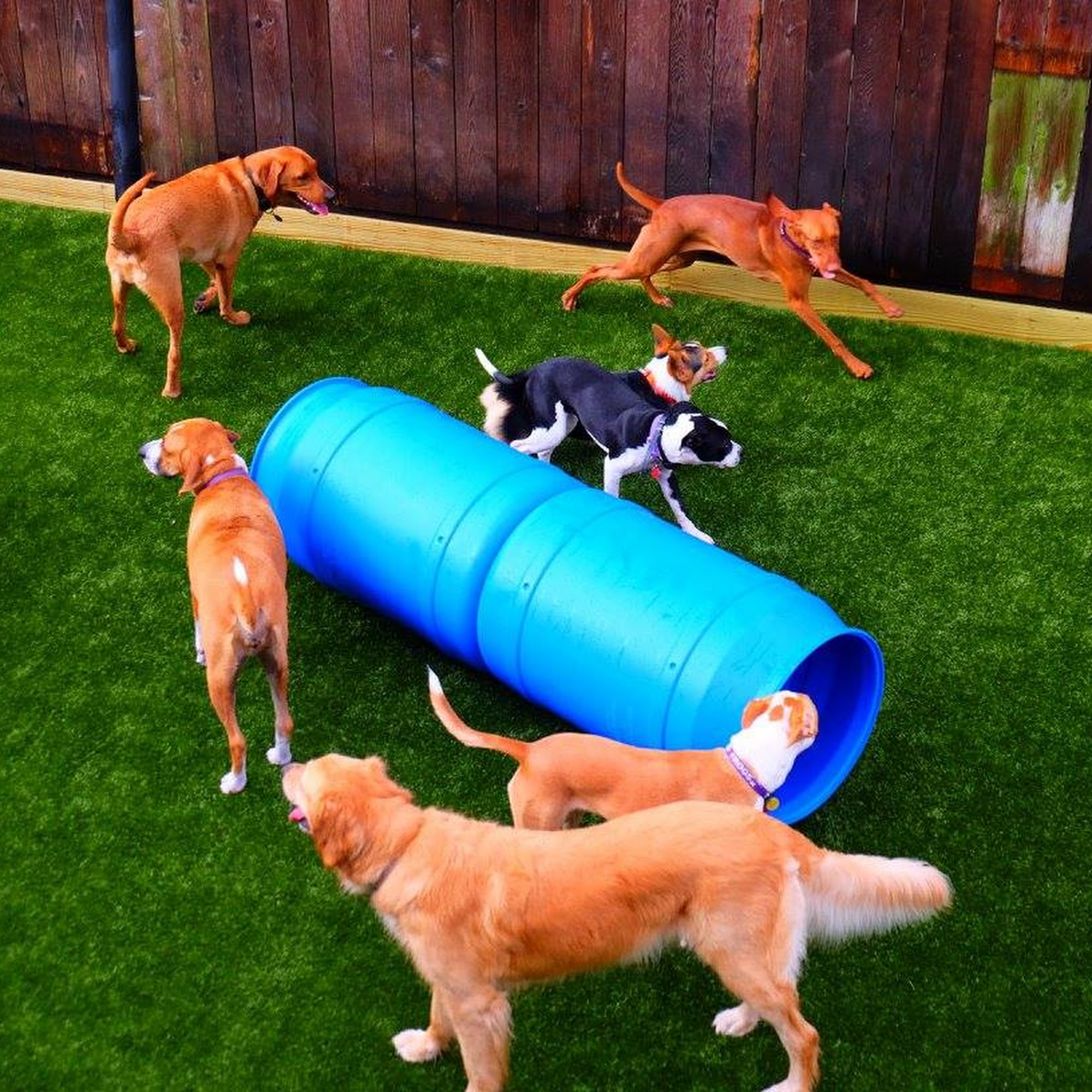 Crescent City Veterinary Hospital New Orleans