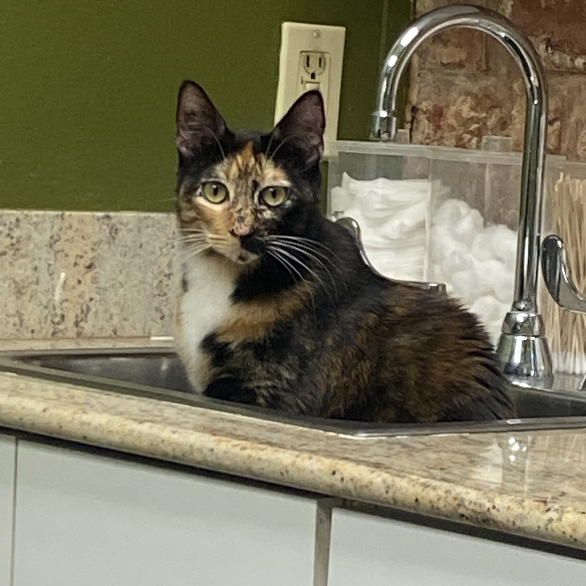 The Cat Practice New Orleans