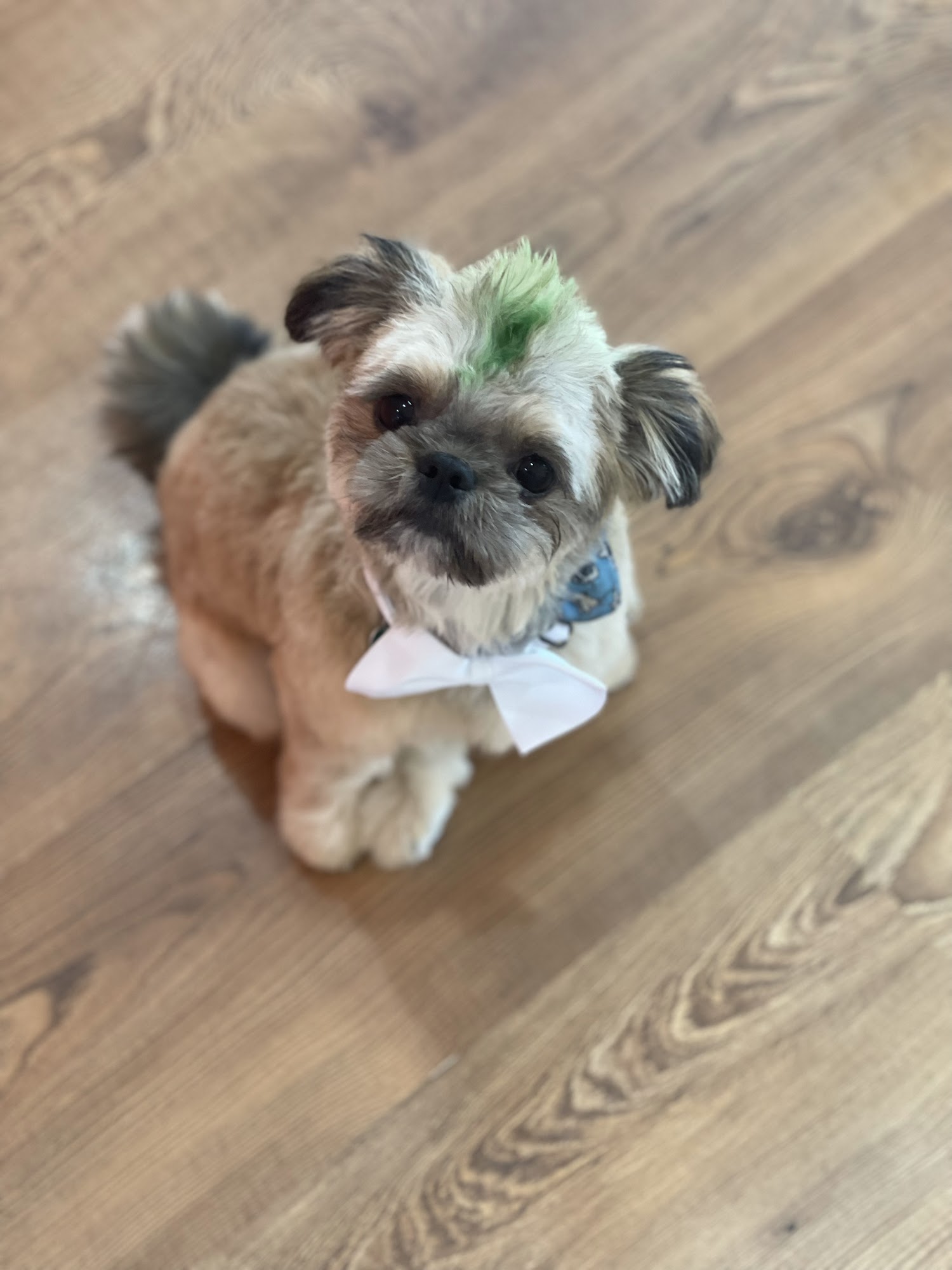 Top Dog Grooming New Orleans