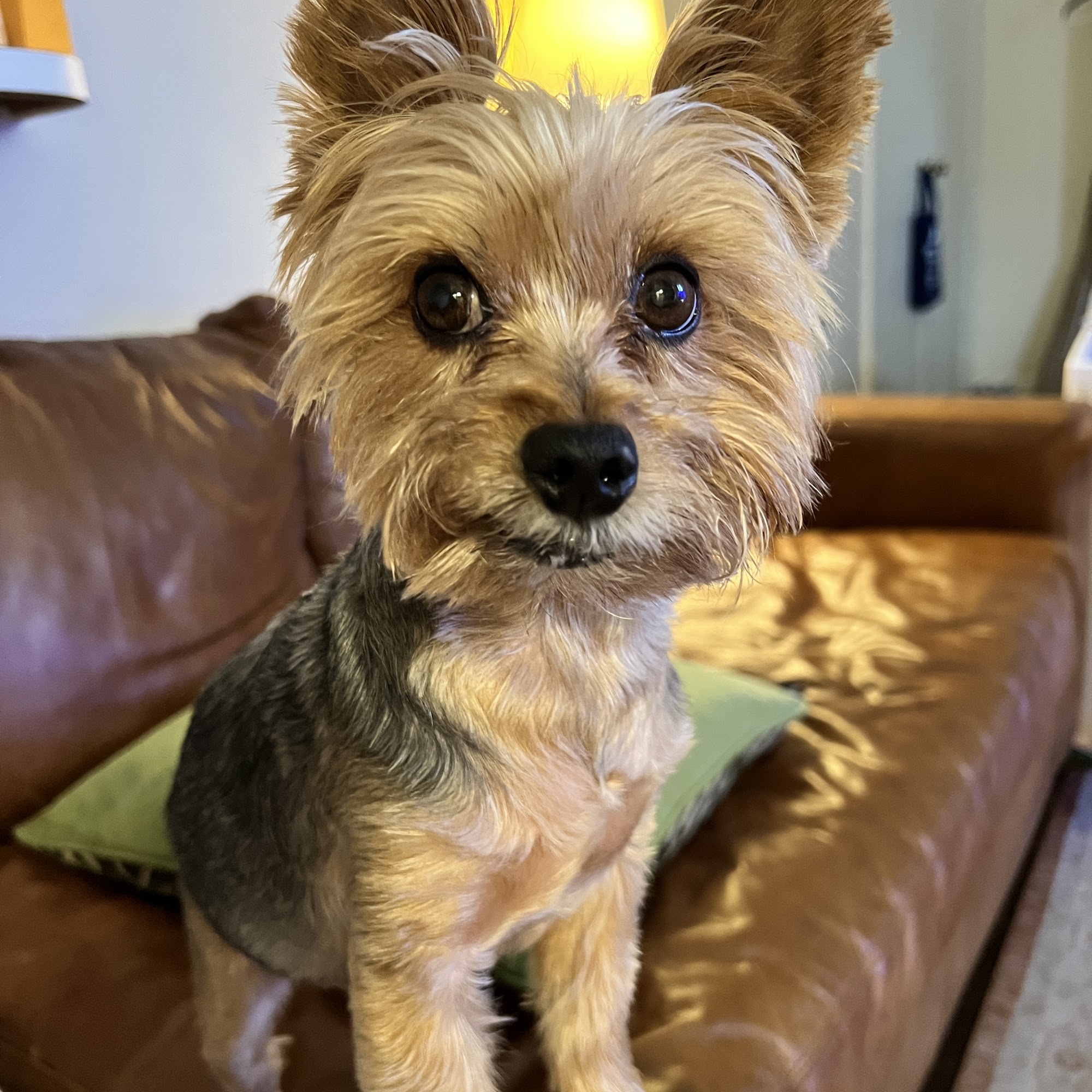 Scissor Me whiskers New Orleans