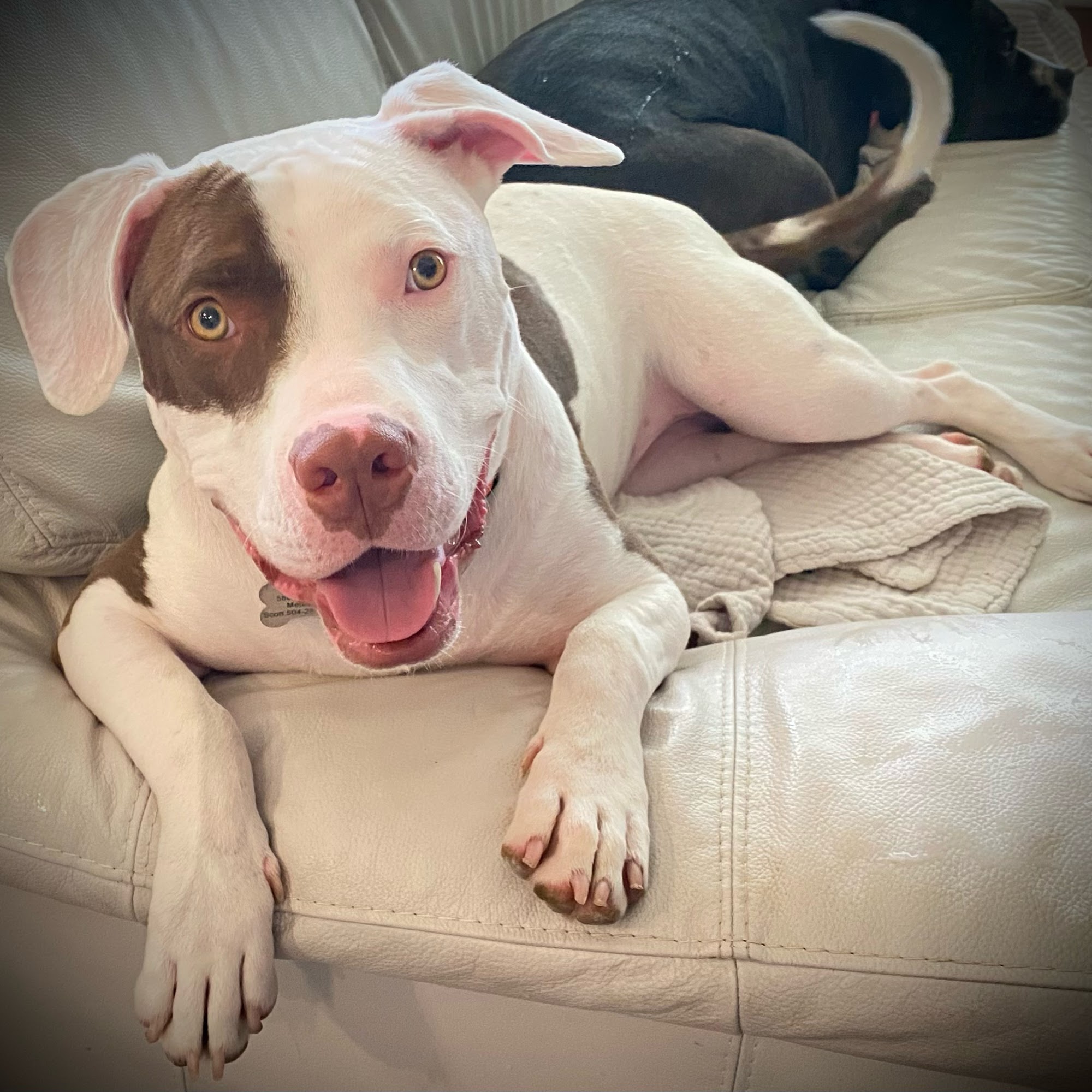 Canis Integrated Behavior Solutions New Orleans