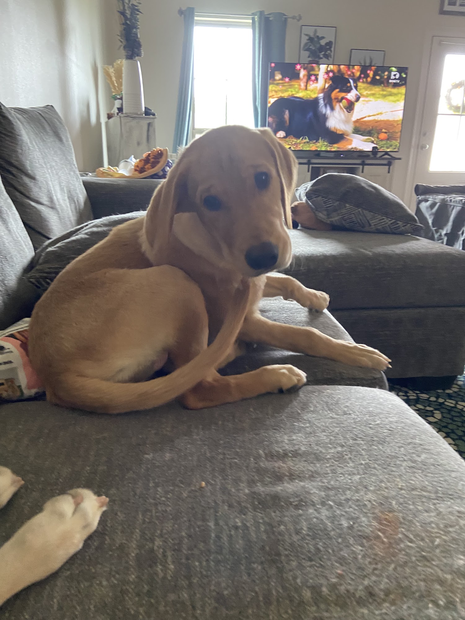 Take Paws Rescue New Orleans