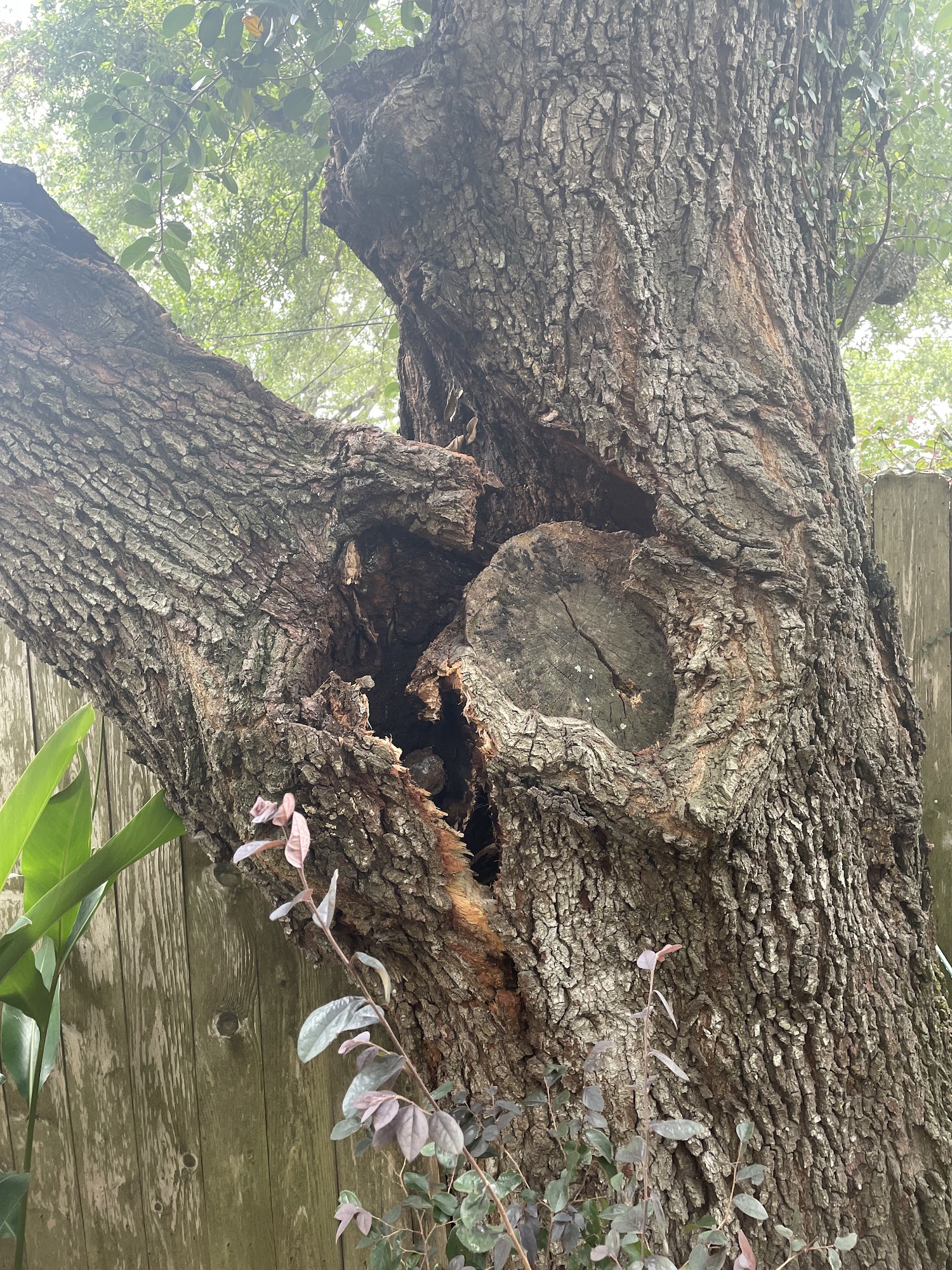 Benton Tree Service 336 Hillary St, New Orleans, LA 70118