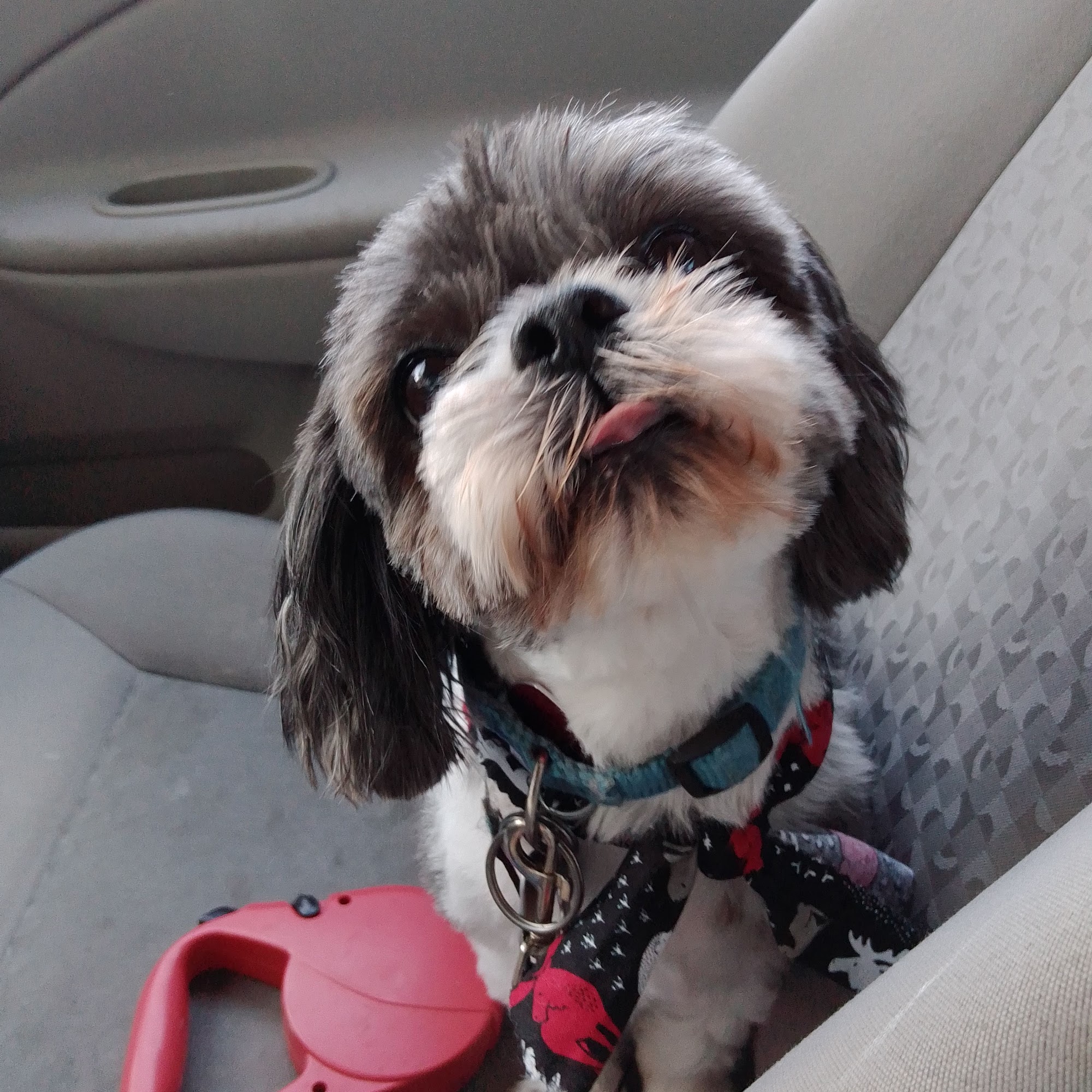 False River Veterinary Clinic New Roads