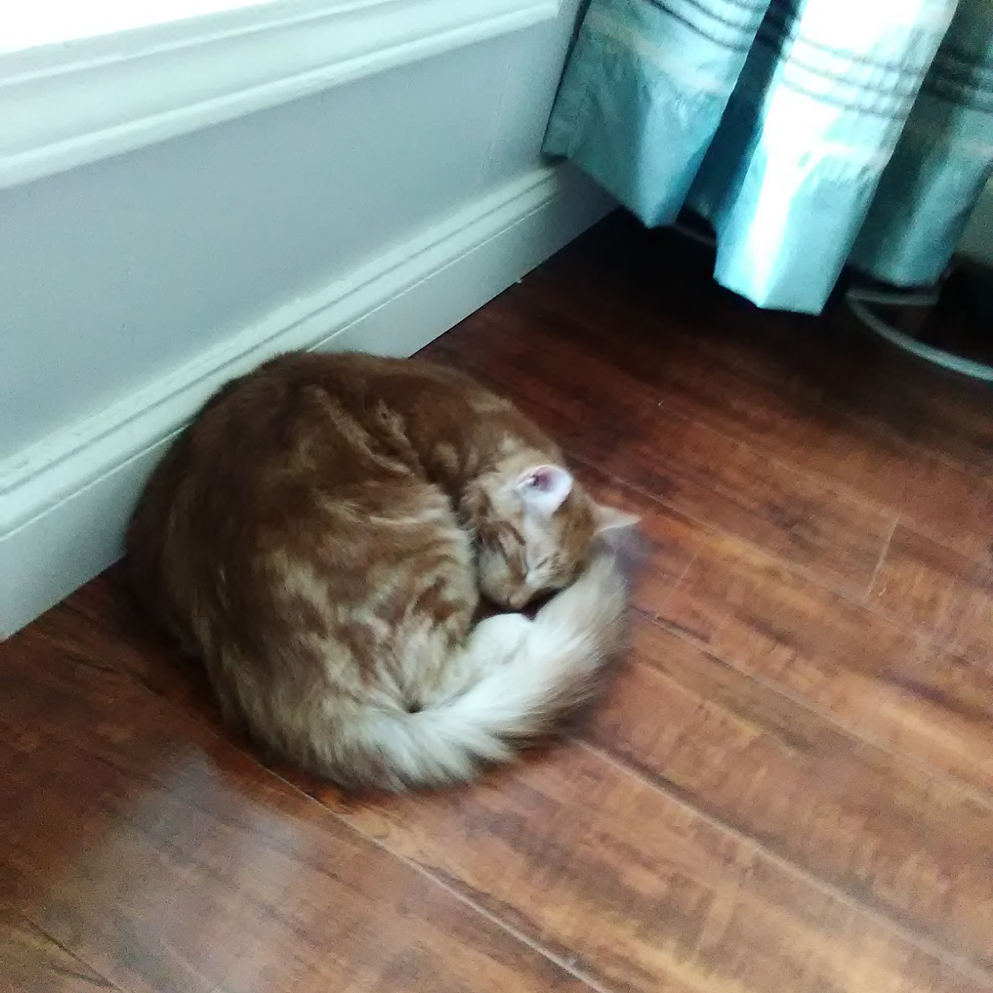 McCaskill Veterinary Hospital New Roads