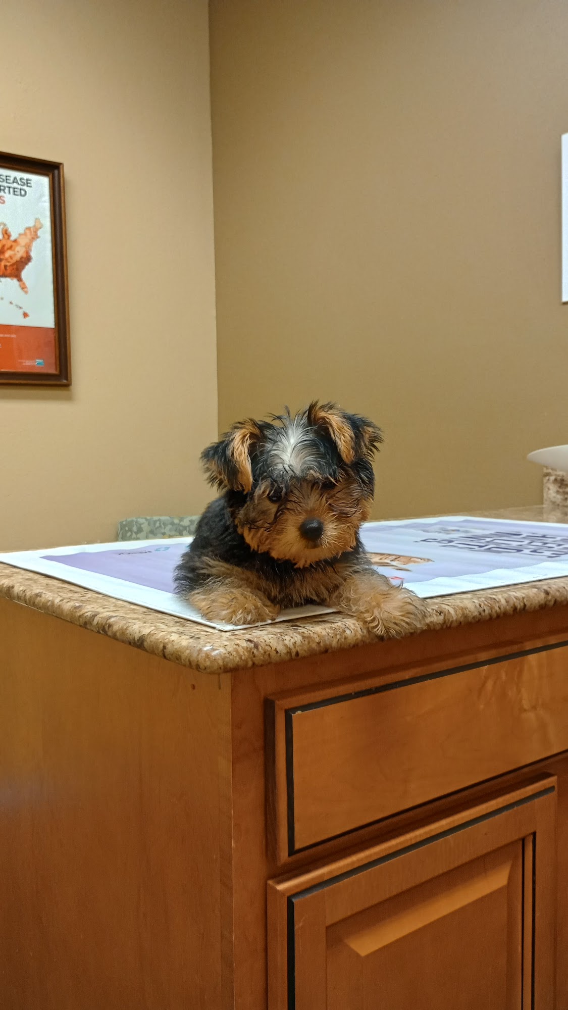 The Veterinary Clinic @ Copper Crowne Opelousas