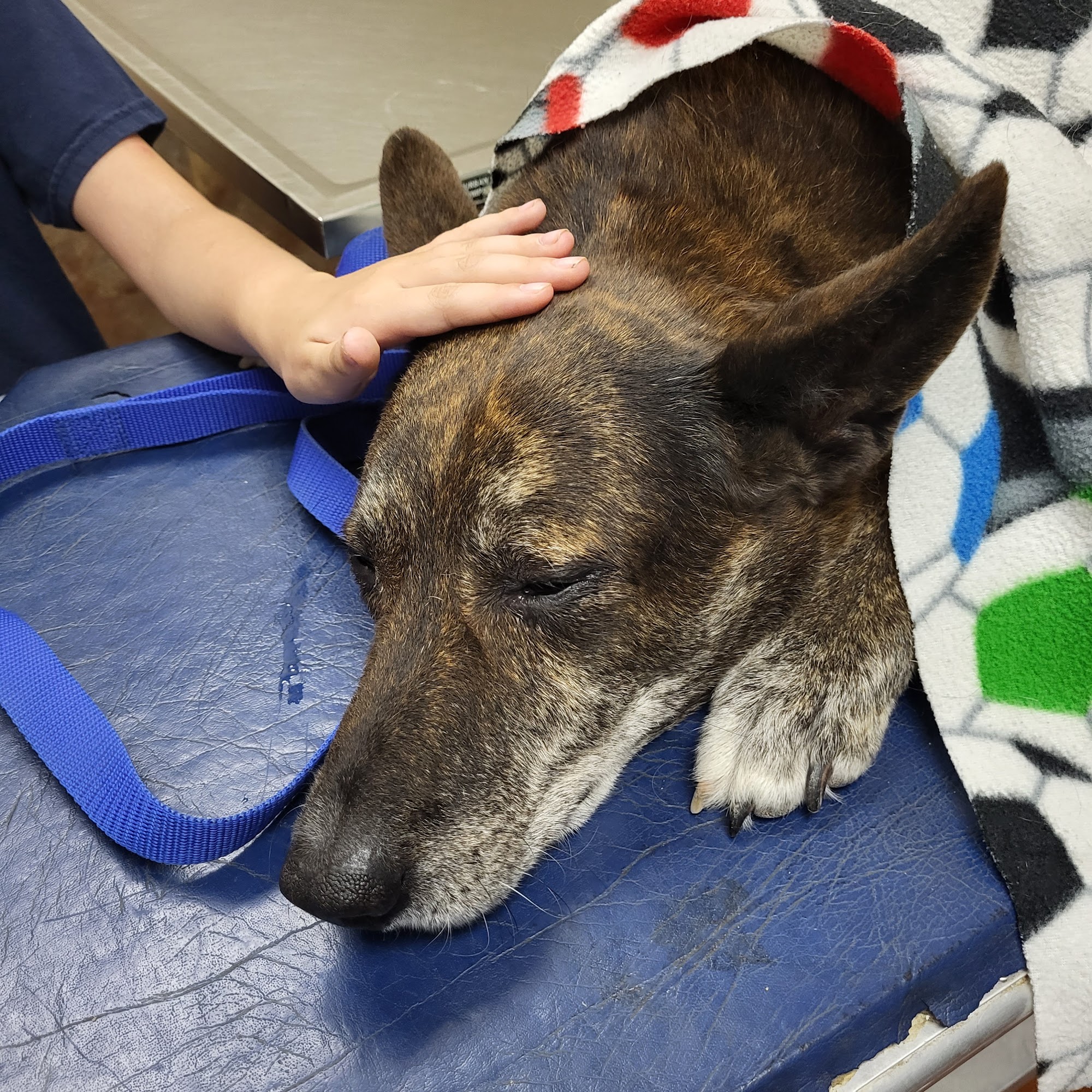 Bellevue Animal Clinic Opelousas